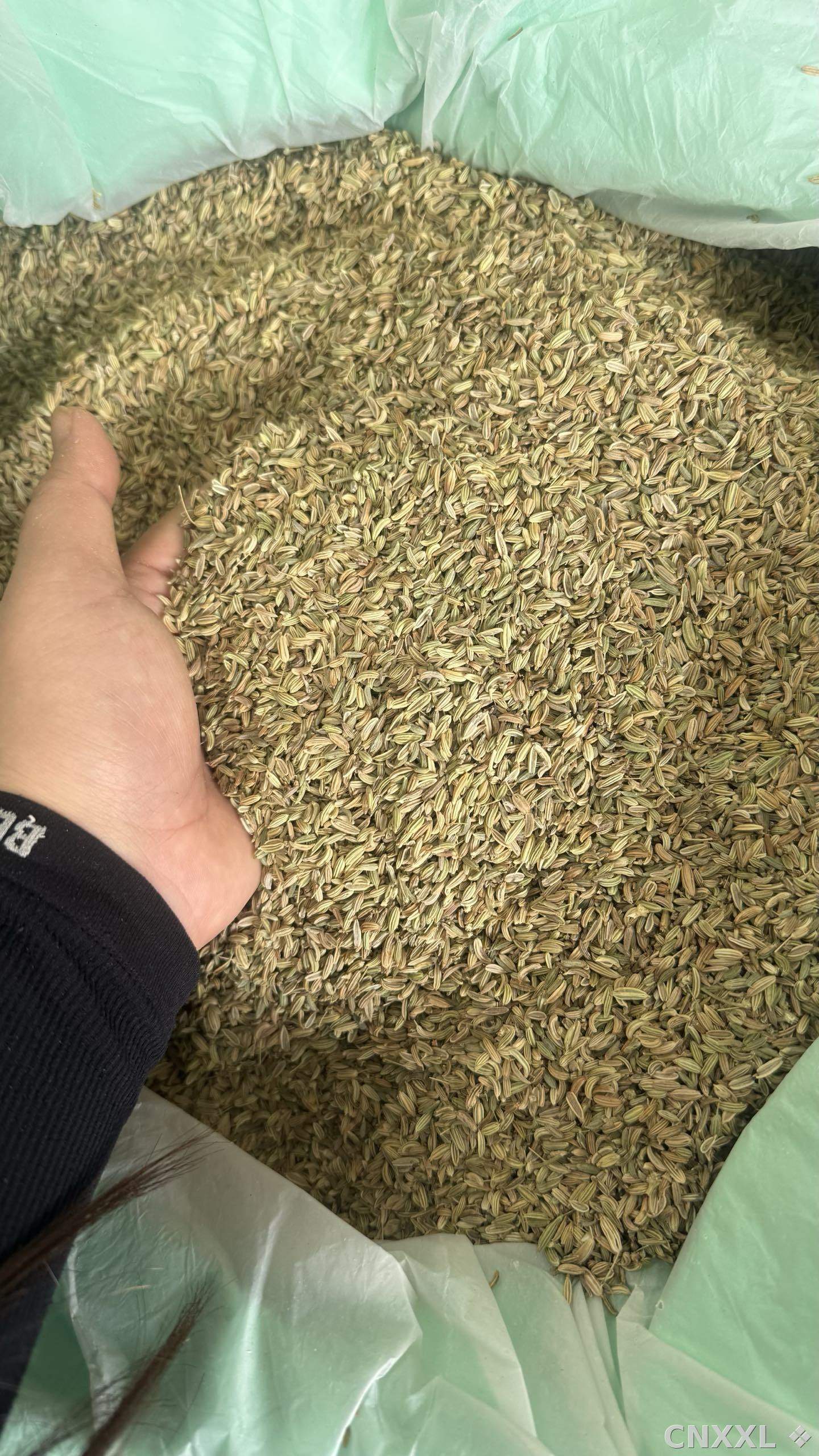 spice_25488_5fdc8f28_3.jpg
