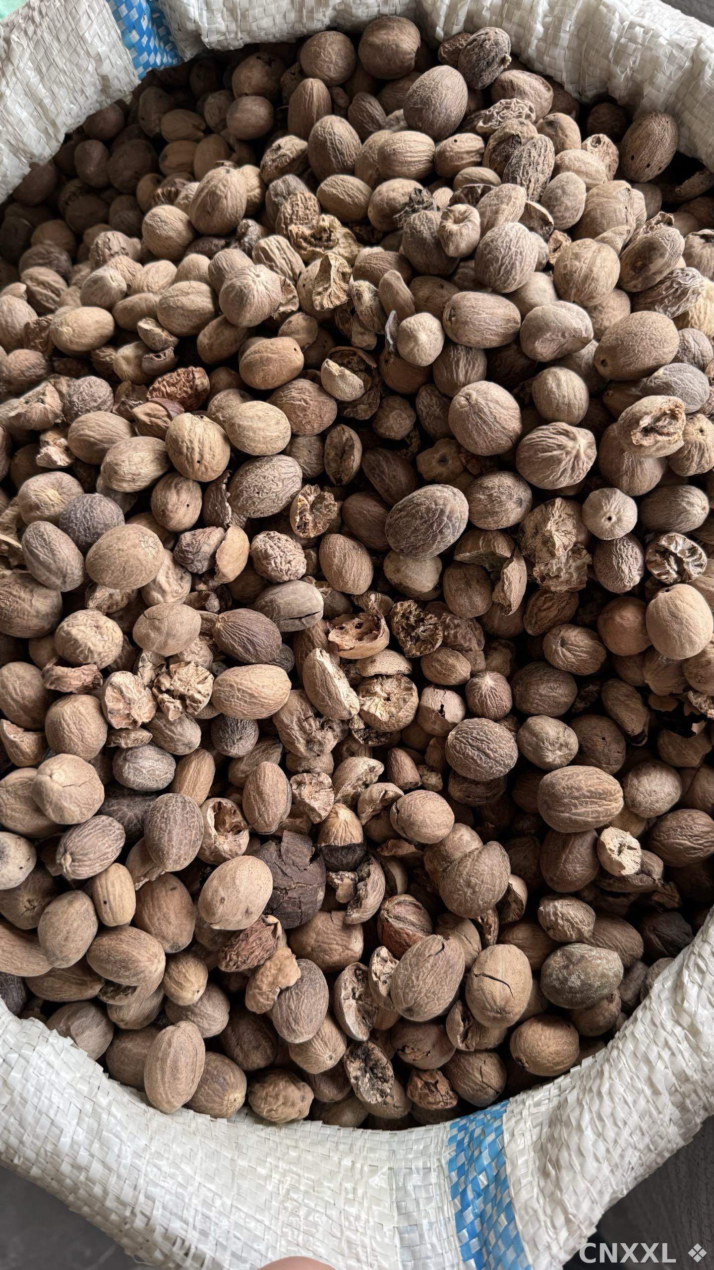 spice_25514_3f398186_3.jpg