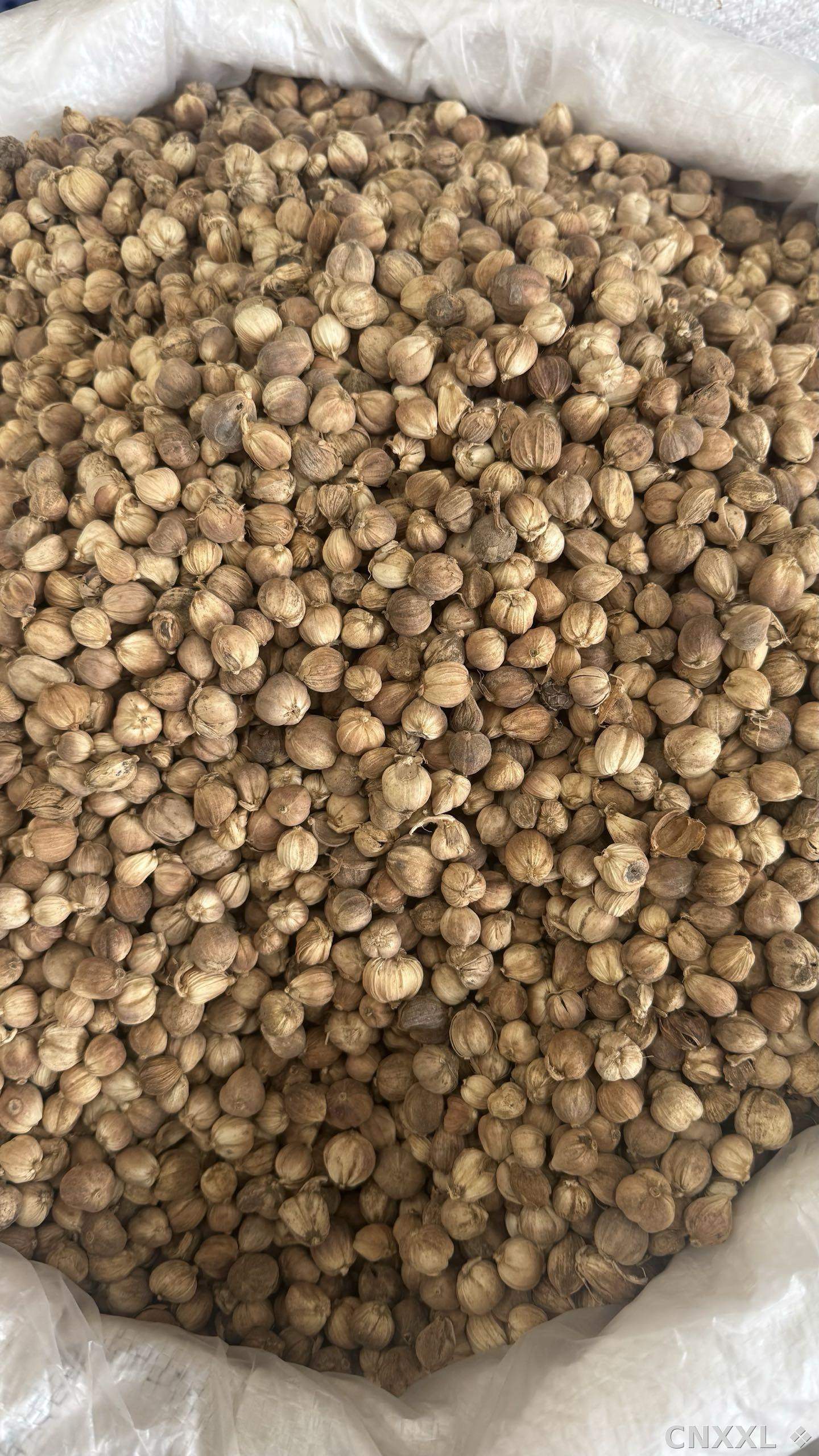 spice_25516_3f9e443a_3.jpg