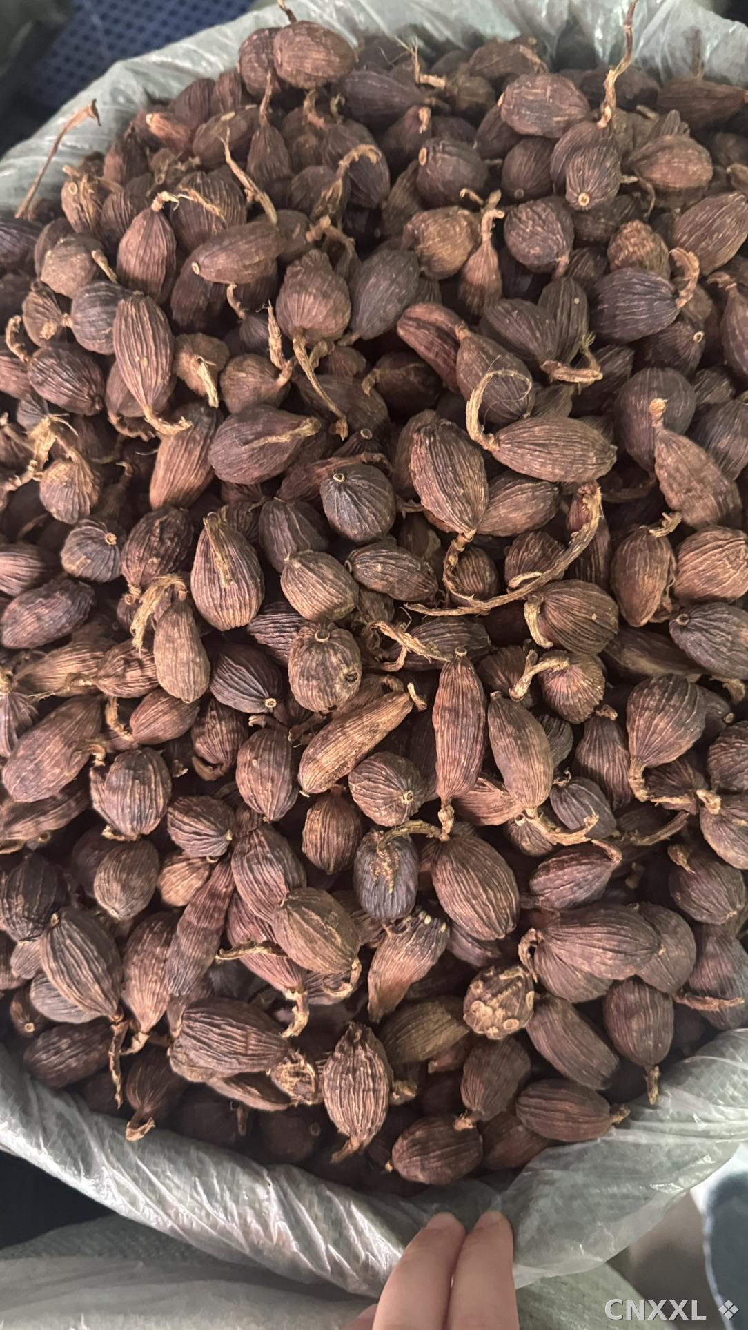 spice_25526_1e7ea35a_3.jpg