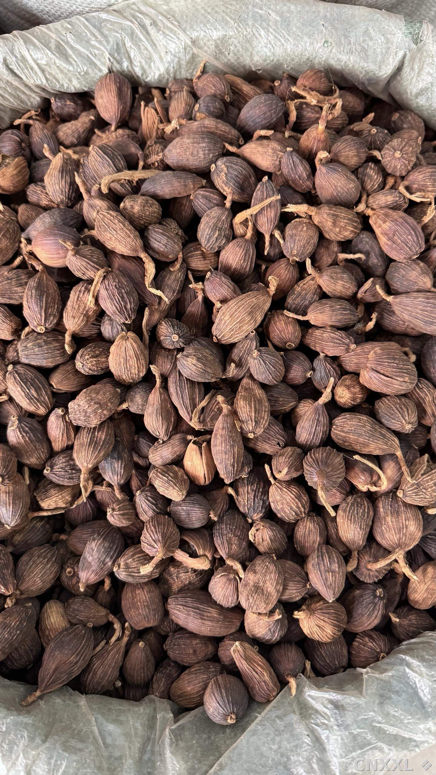 spice_25528_04f91d4c_2.jpg