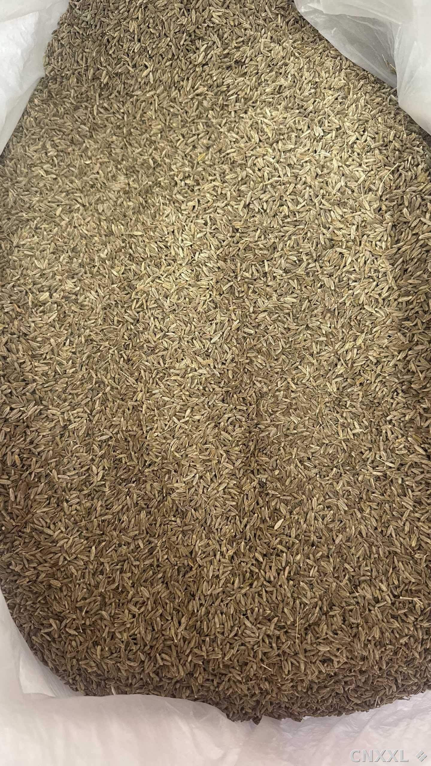 spice_25552_bdeec0fe_3.jpg