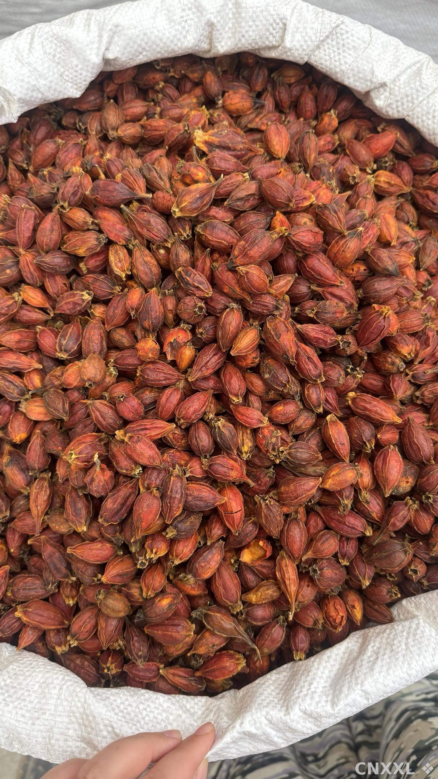 spice_25555_0cf958b6_3.jpg