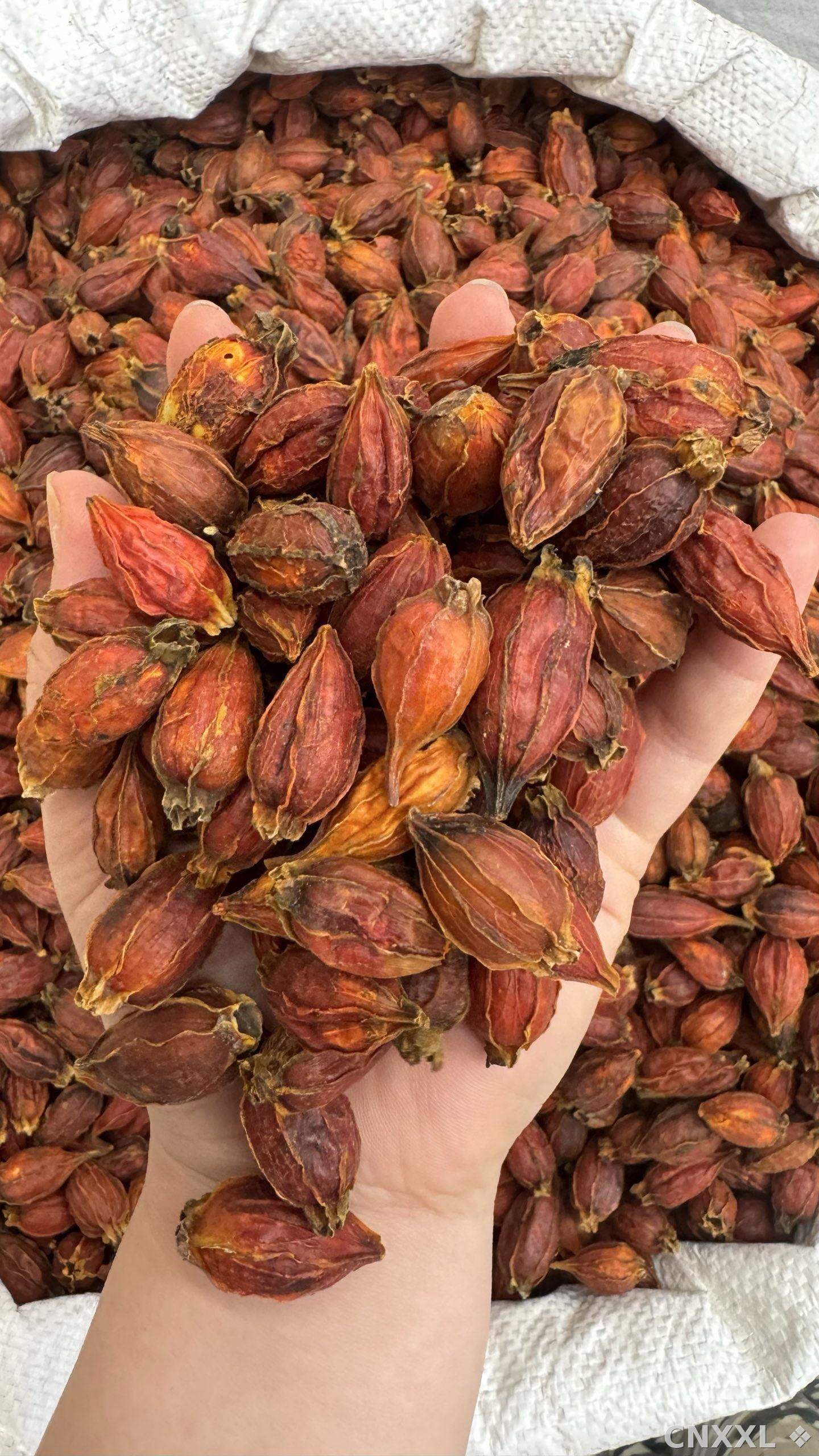 spice_25555_3c326f33_2.jpg