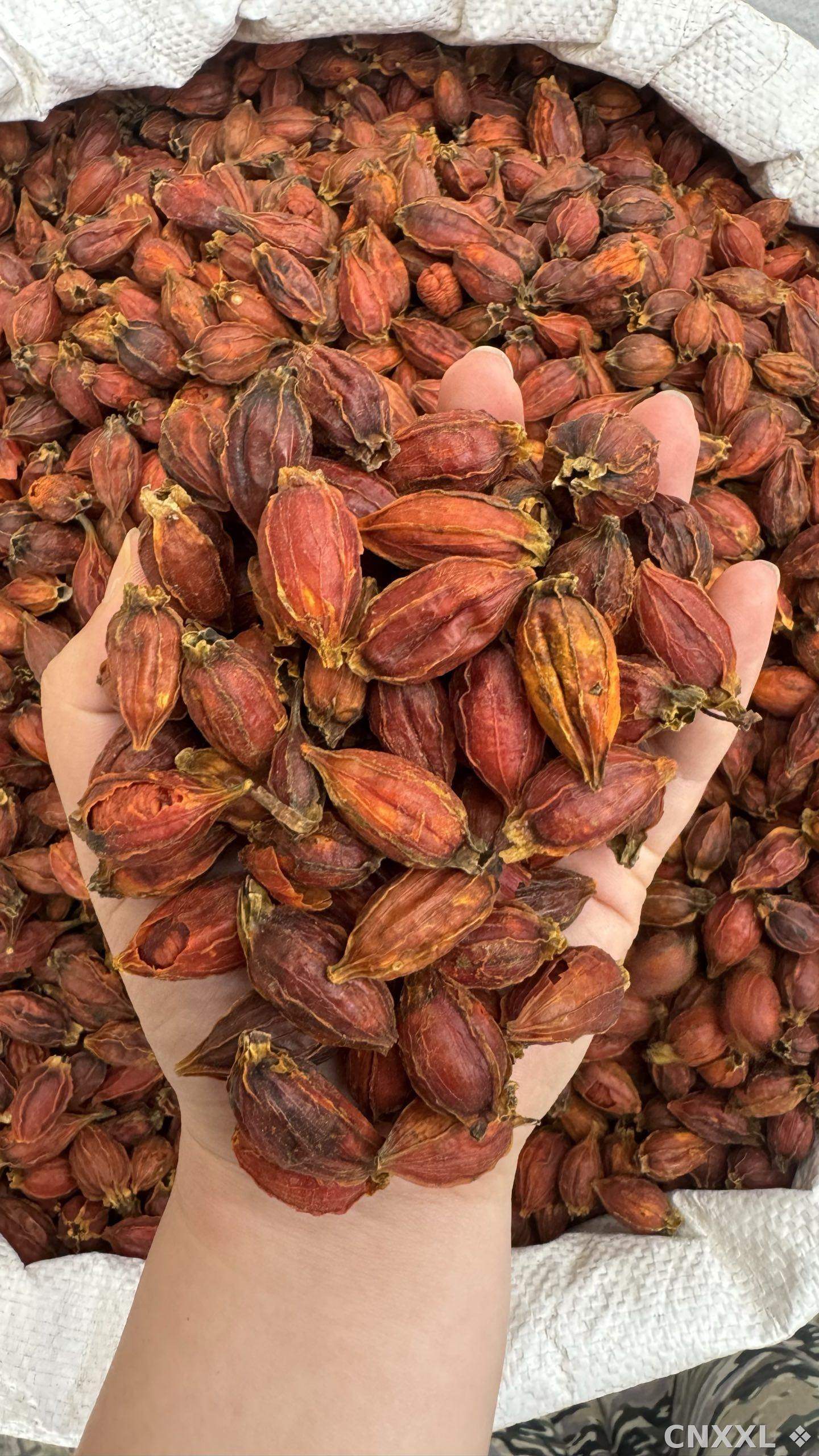 spice_25555_c414e60c_1.jpg