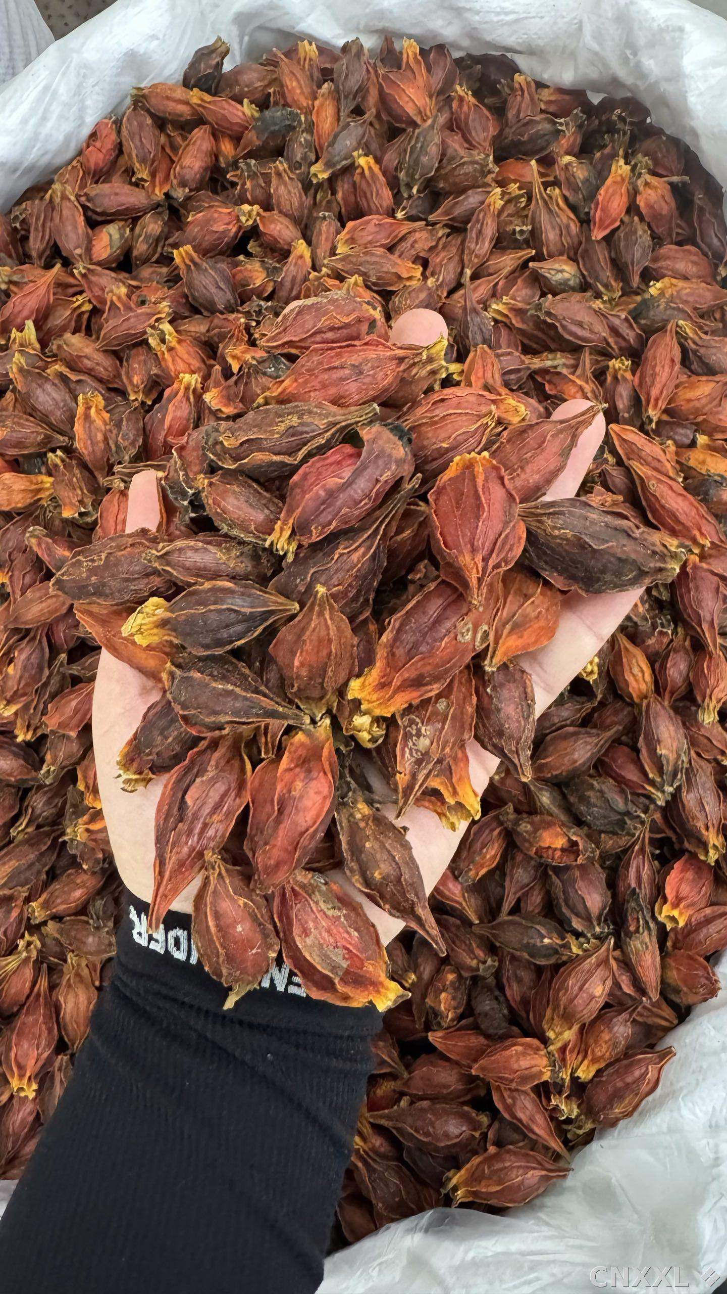 spice_25556_5e5c6e1a_1.jpg