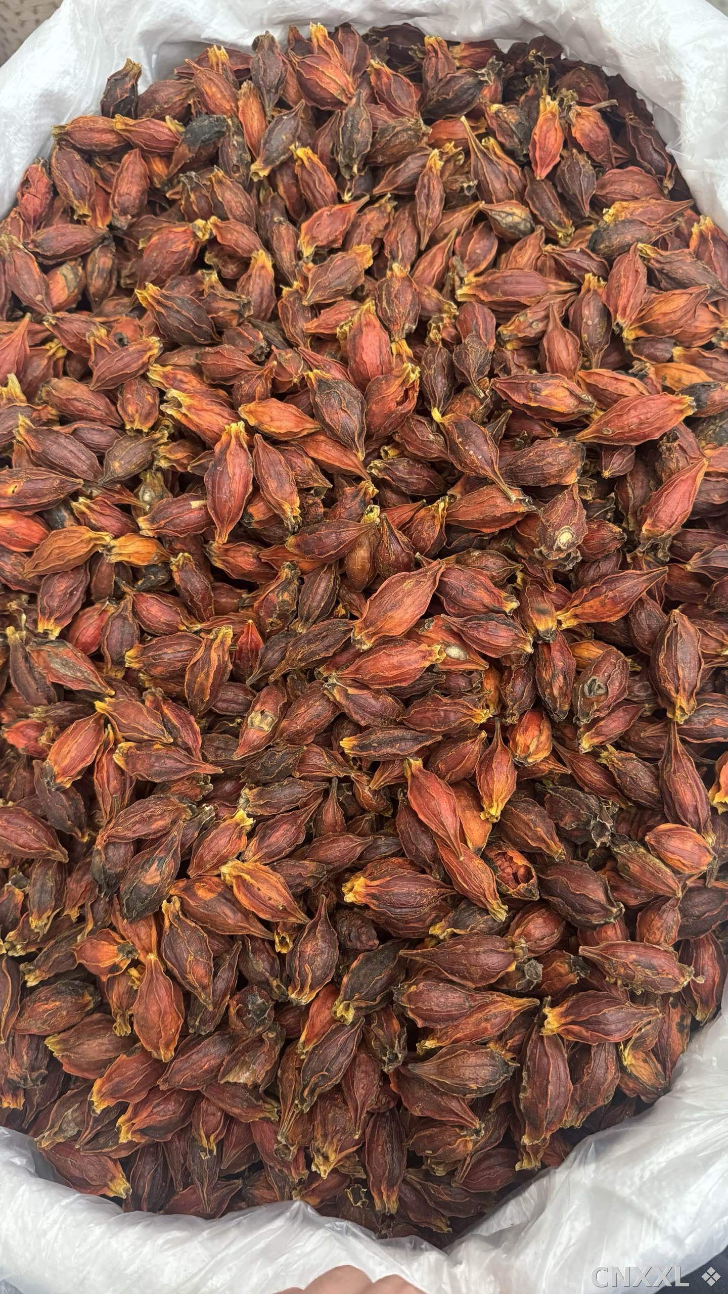 spice_25556_bc61fa86_3.jpg