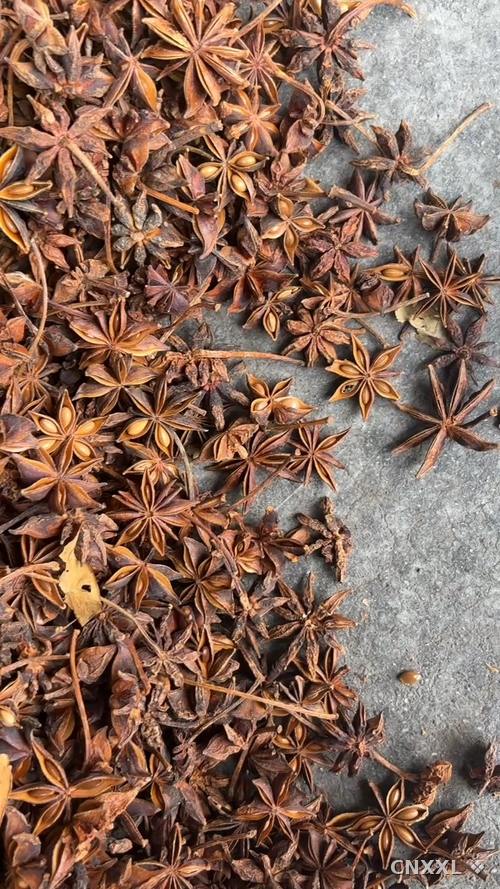spice_25560_3c9b5c45_1.jpg