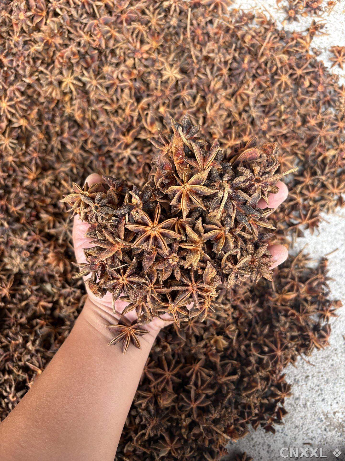 spice_25561_0e6142e1_2.jpg