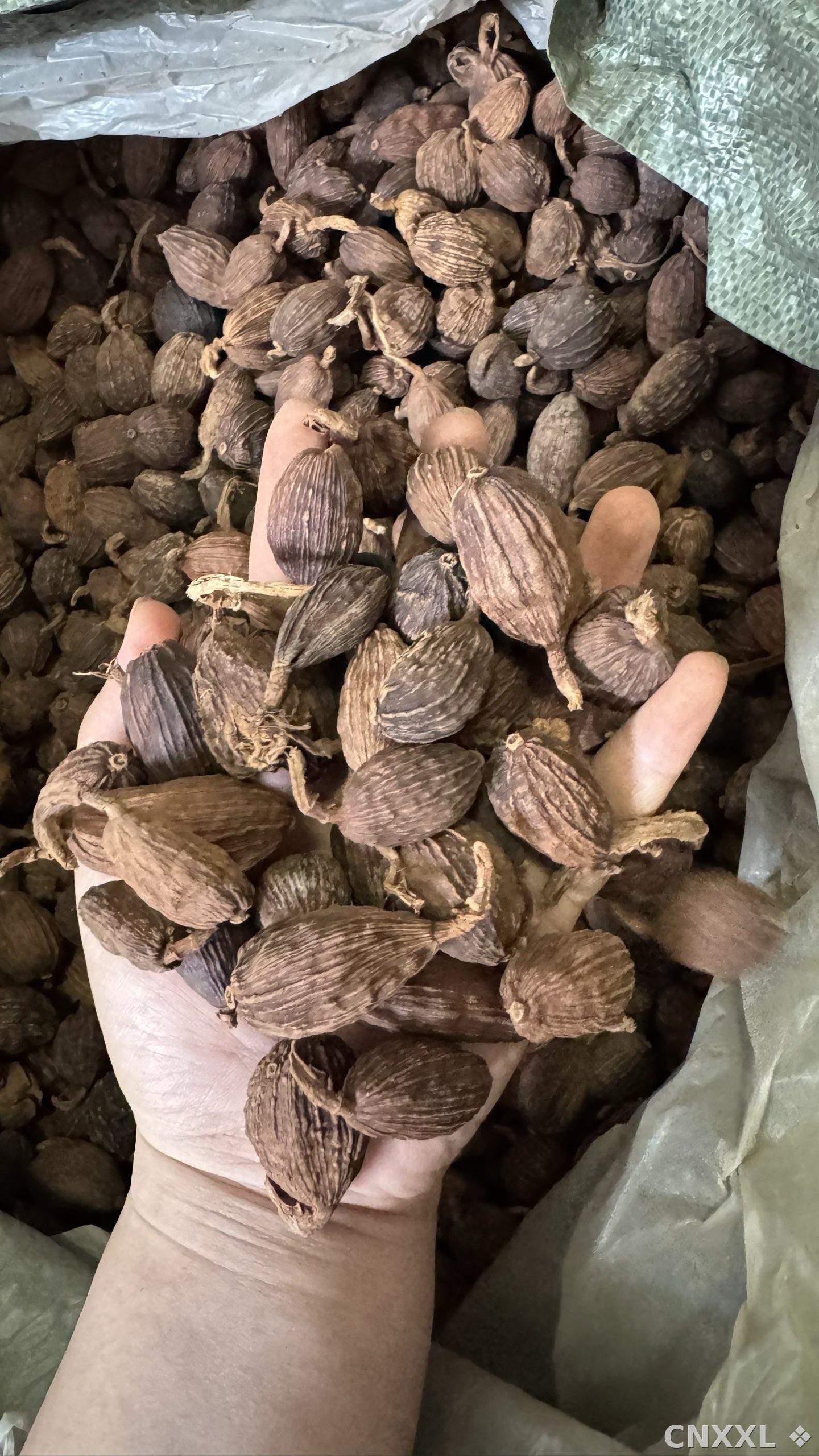 spice_25570_23c4cfbb_1.jpg