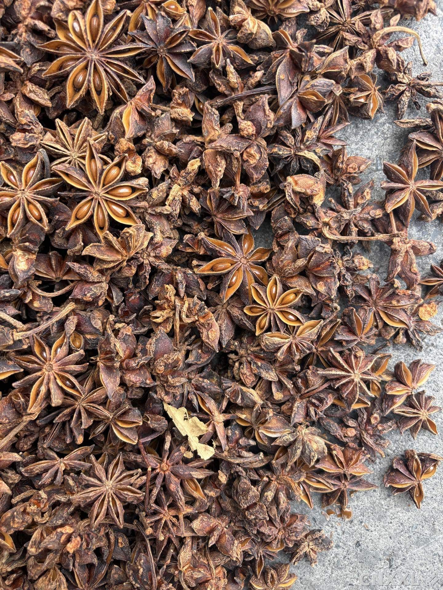 spice_25571_00a50e8f_3.jpg