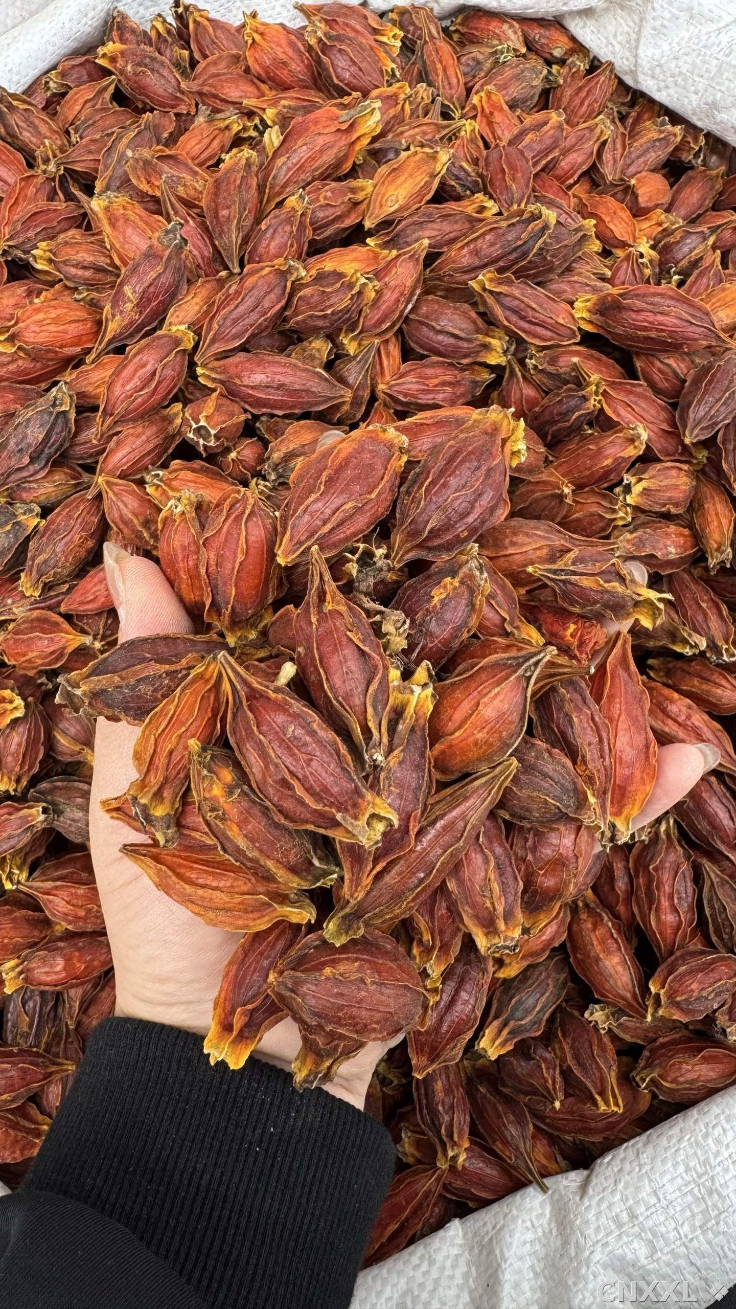 spice_25576_4f8ae180_1.jpg