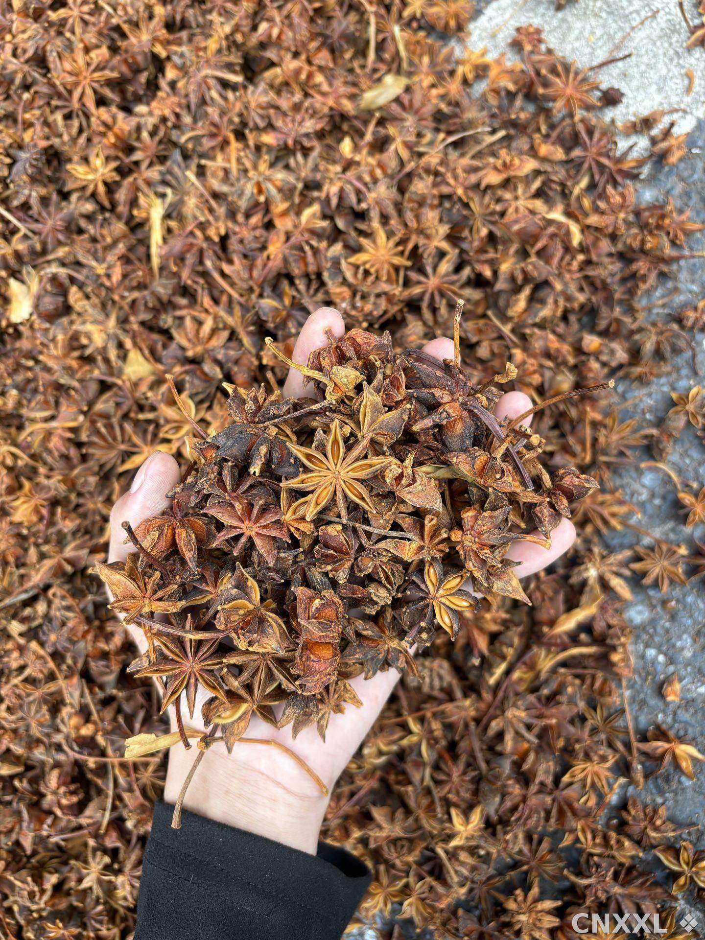 spice_25577_30692d58_1.jpg