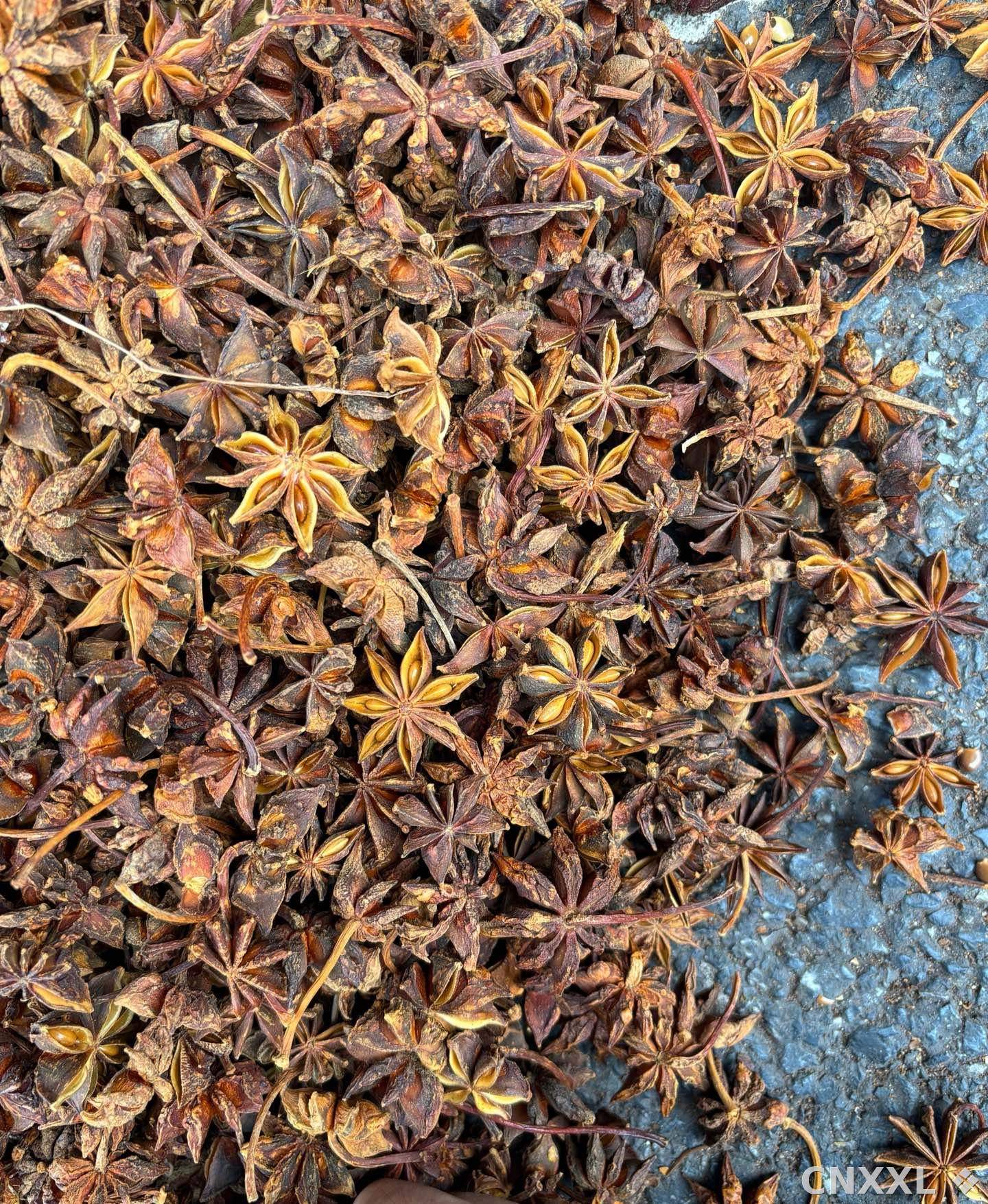 spice_25577_6f67865c_3.jpg