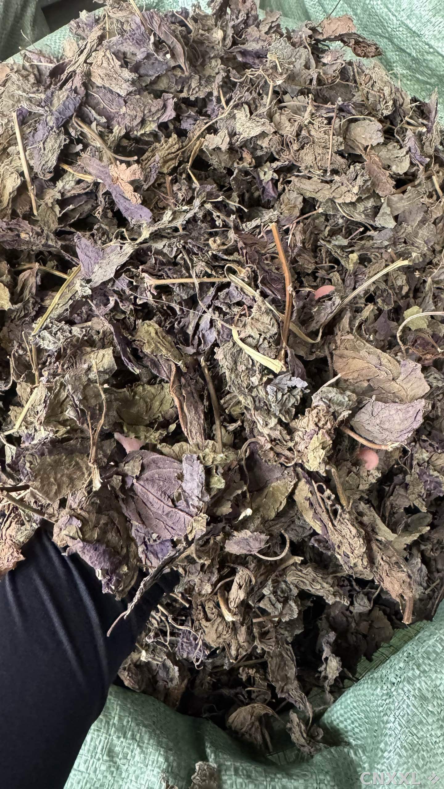 spice_25584_1f921e1e_2.jpg