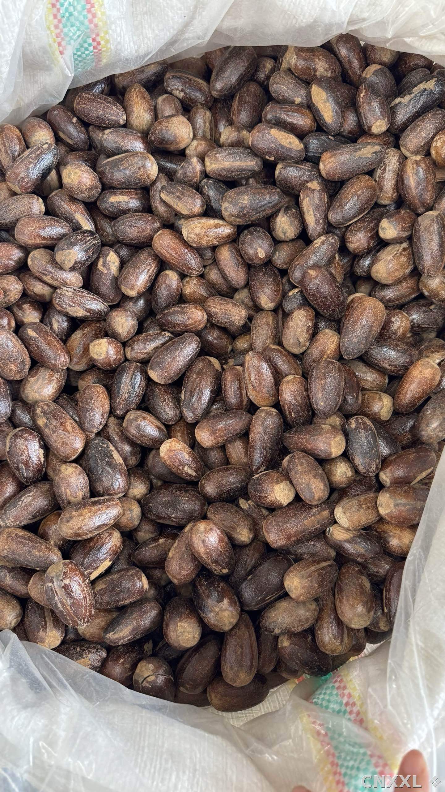 spice_25586_e8cbade3_3.jpg