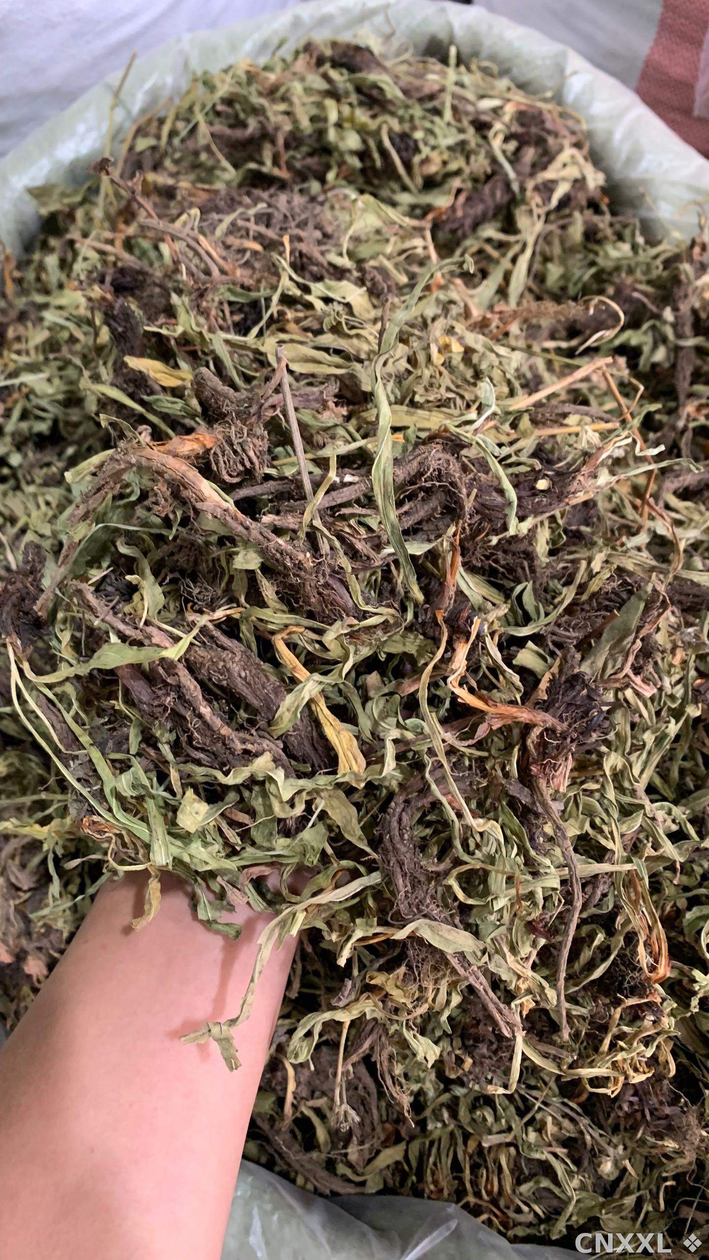 spice_25598_ec3d481d_1.jpg