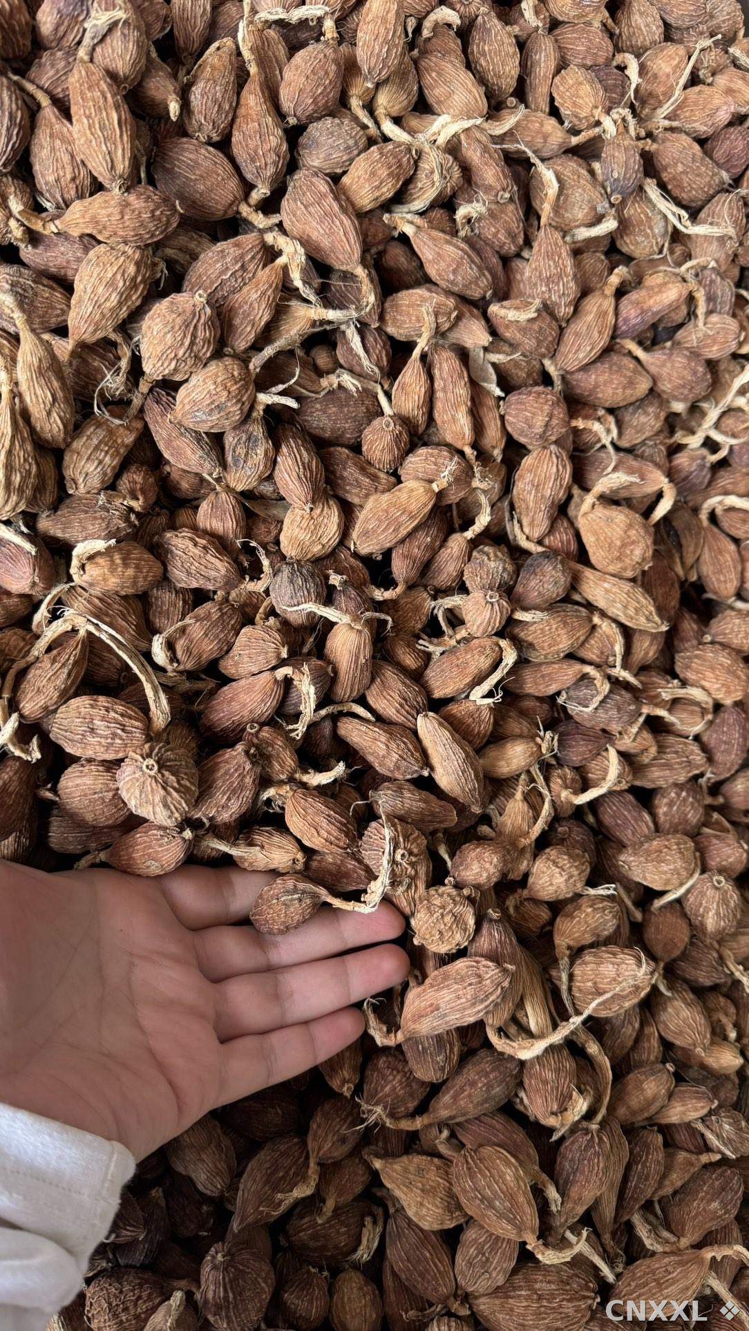 spice_25601_9f998860_3.jpg