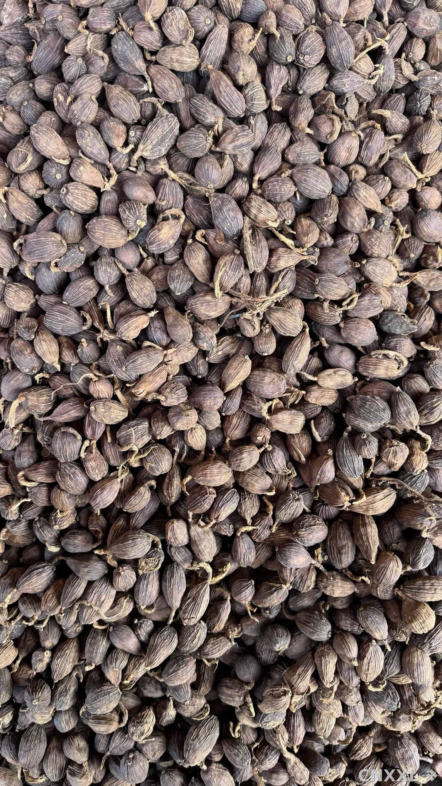 spice_25604_5b0cd9e7_3.jpg