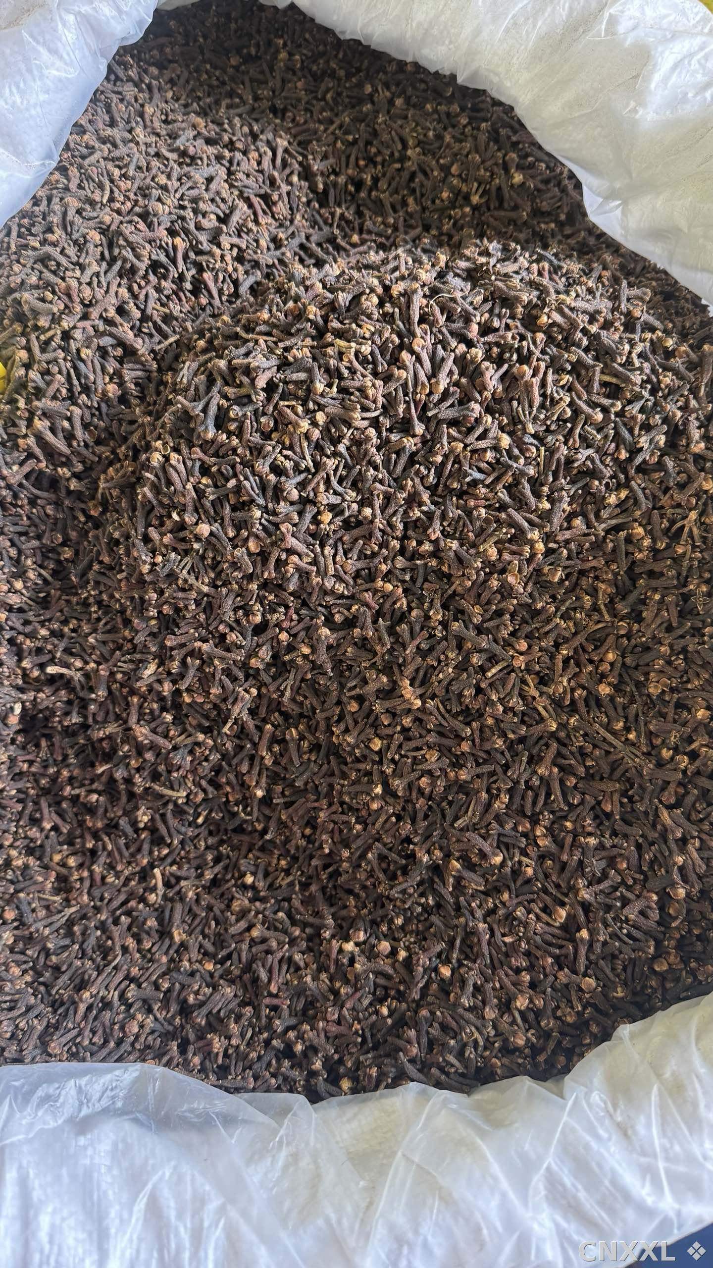 spice_25605_9ae4d1cc_3.jpg