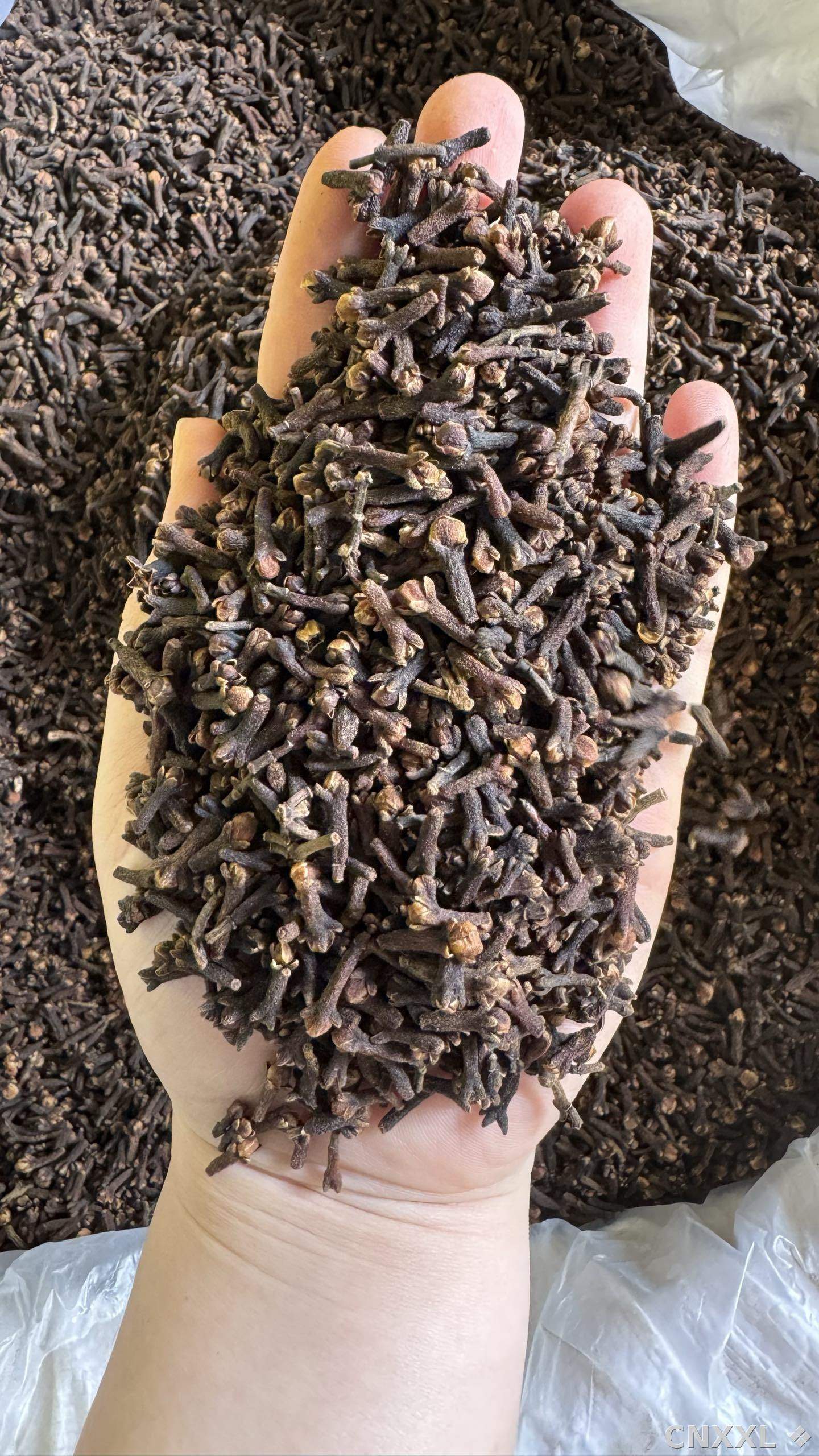 spice_25605_ca0da0ef_1.jpg