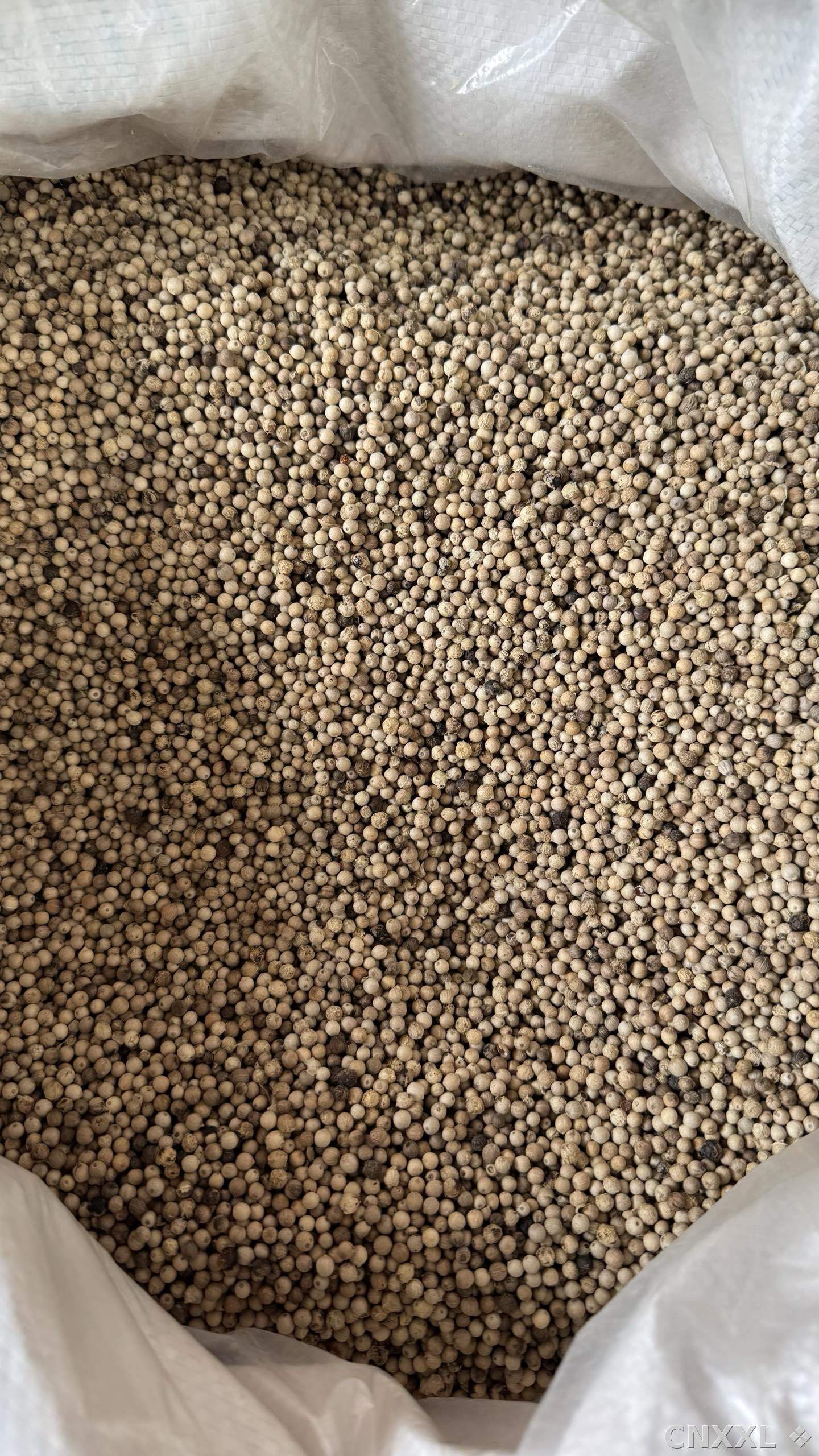 spice_25608_ccf277e9_3.jpg