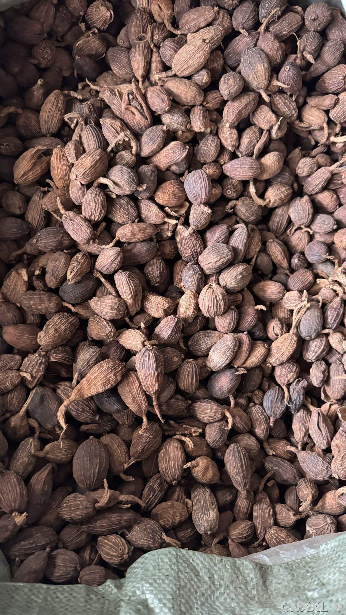 spice_25611_9f3f0f4d_3.jpg