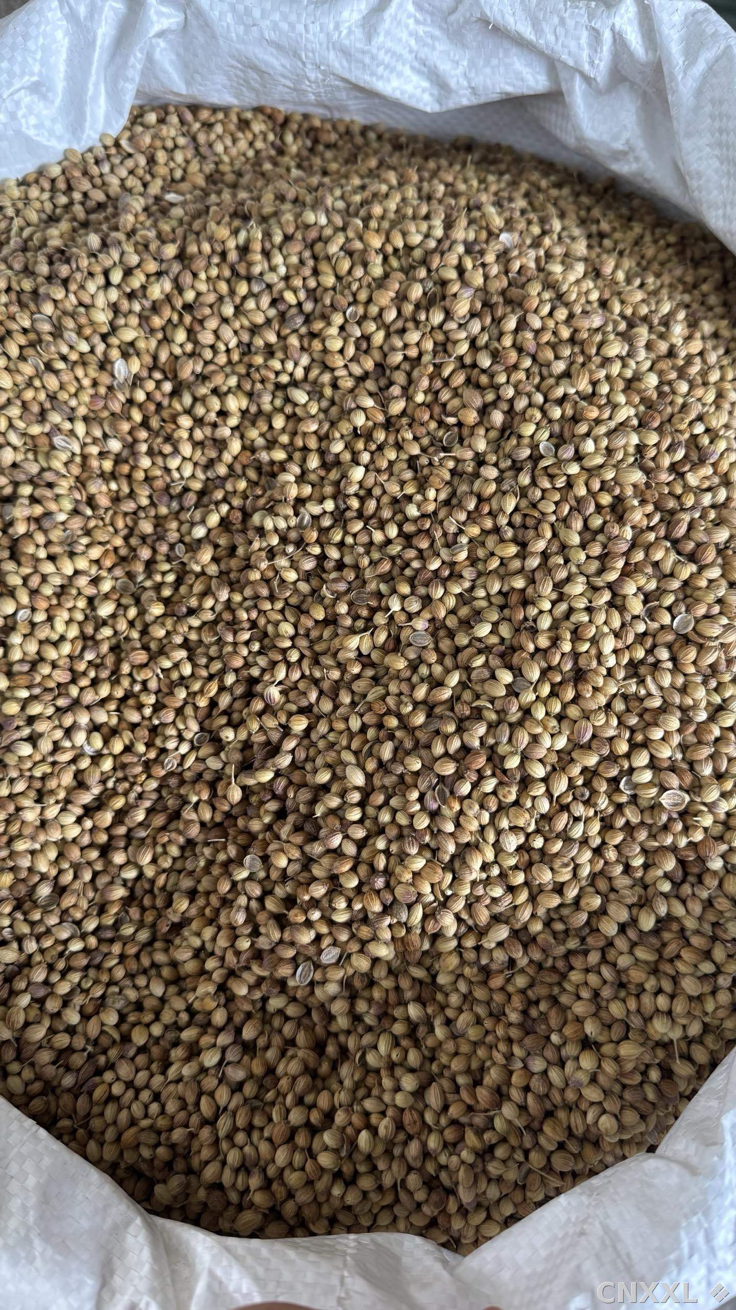 spice_25617_13e1cf2a_3.jpg