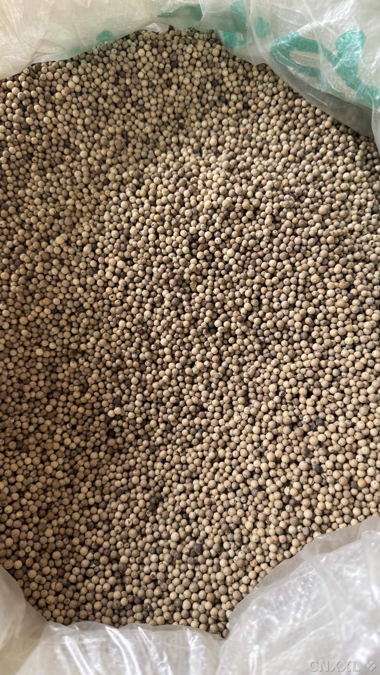 spice_25624_8b950406_3.jpg