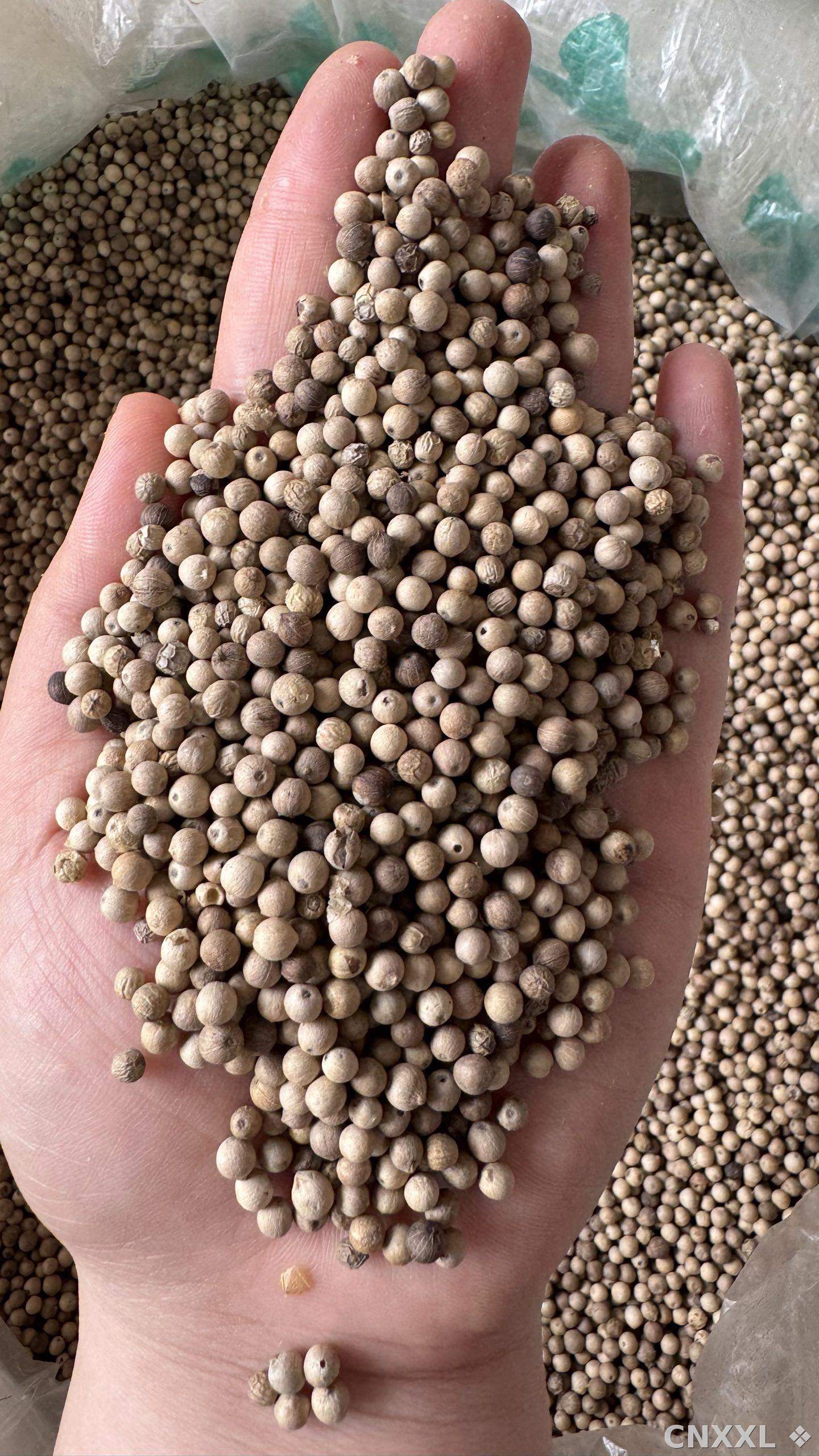 spice_25624_96f0a2c3_2.jpg