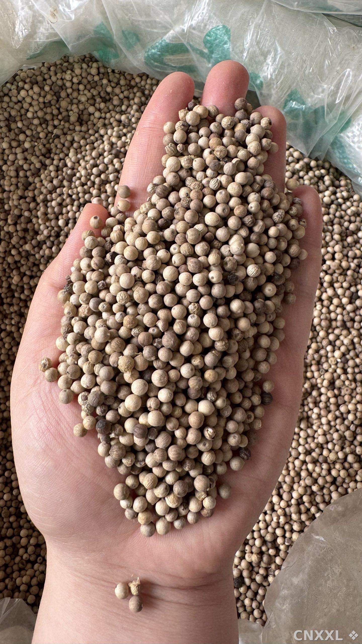 spice_25624_c9bc9b3e_1.jpg