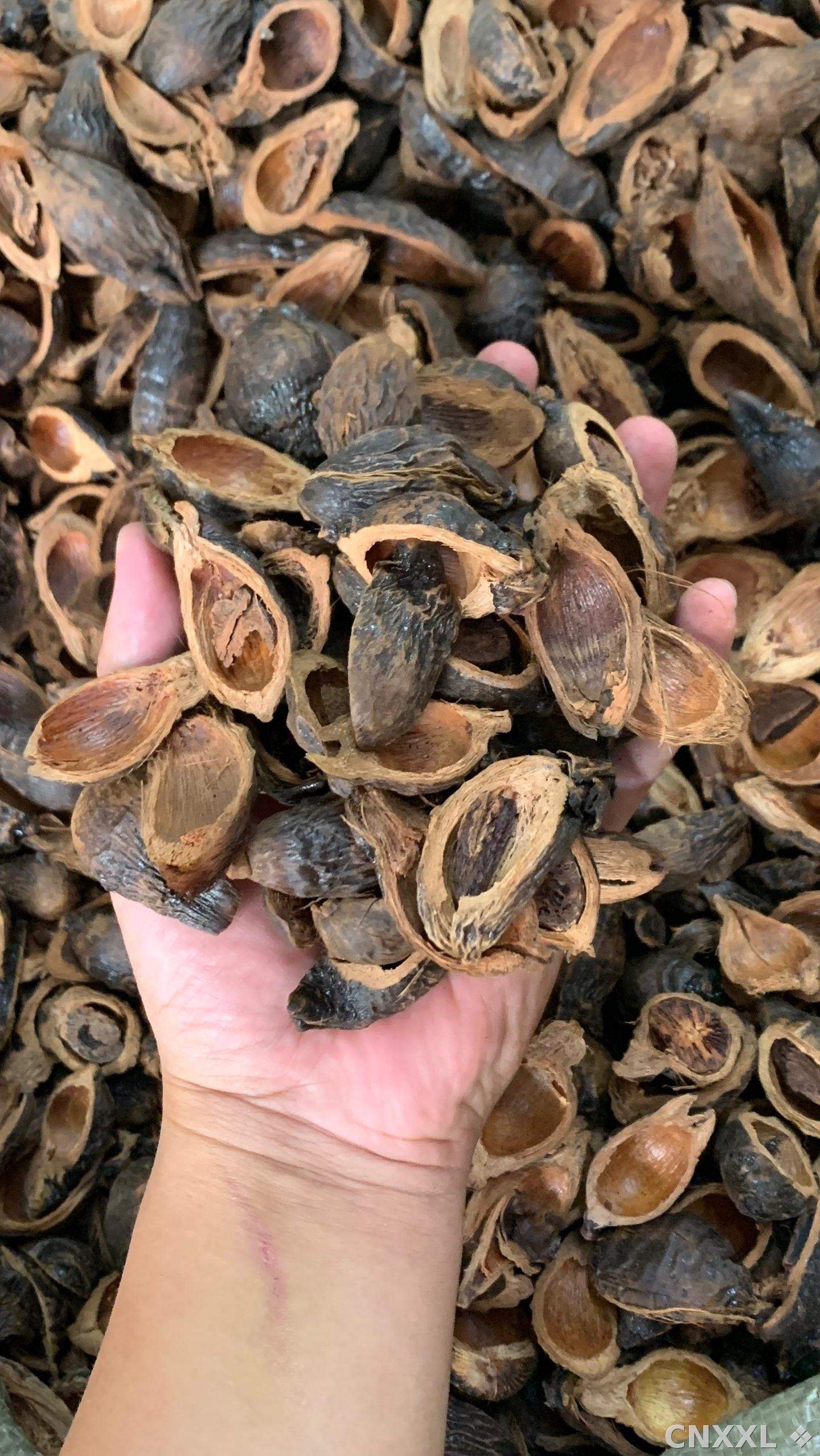 spice_25630_f76feea1_2.jpg