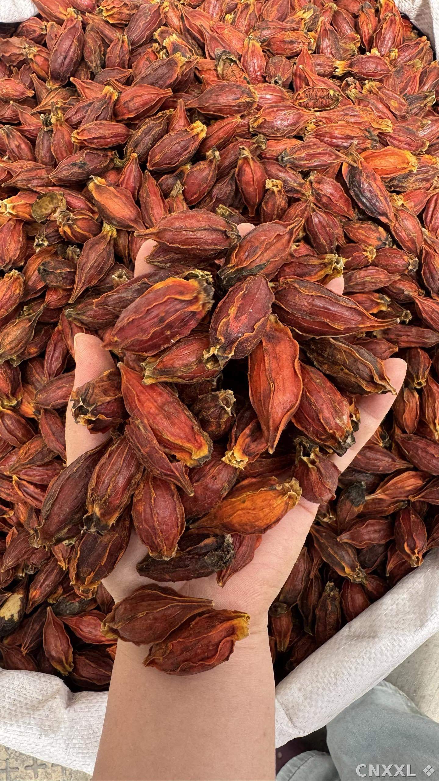 spice_25634_3c6f3fbd_2.jpg