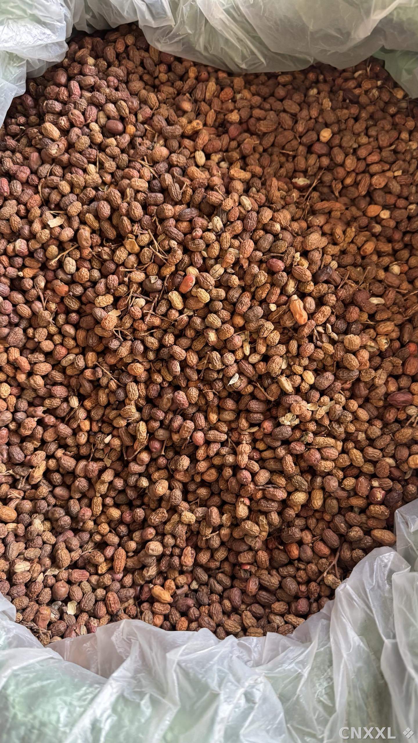 spice_25635_0a6be4c5_3.jpg