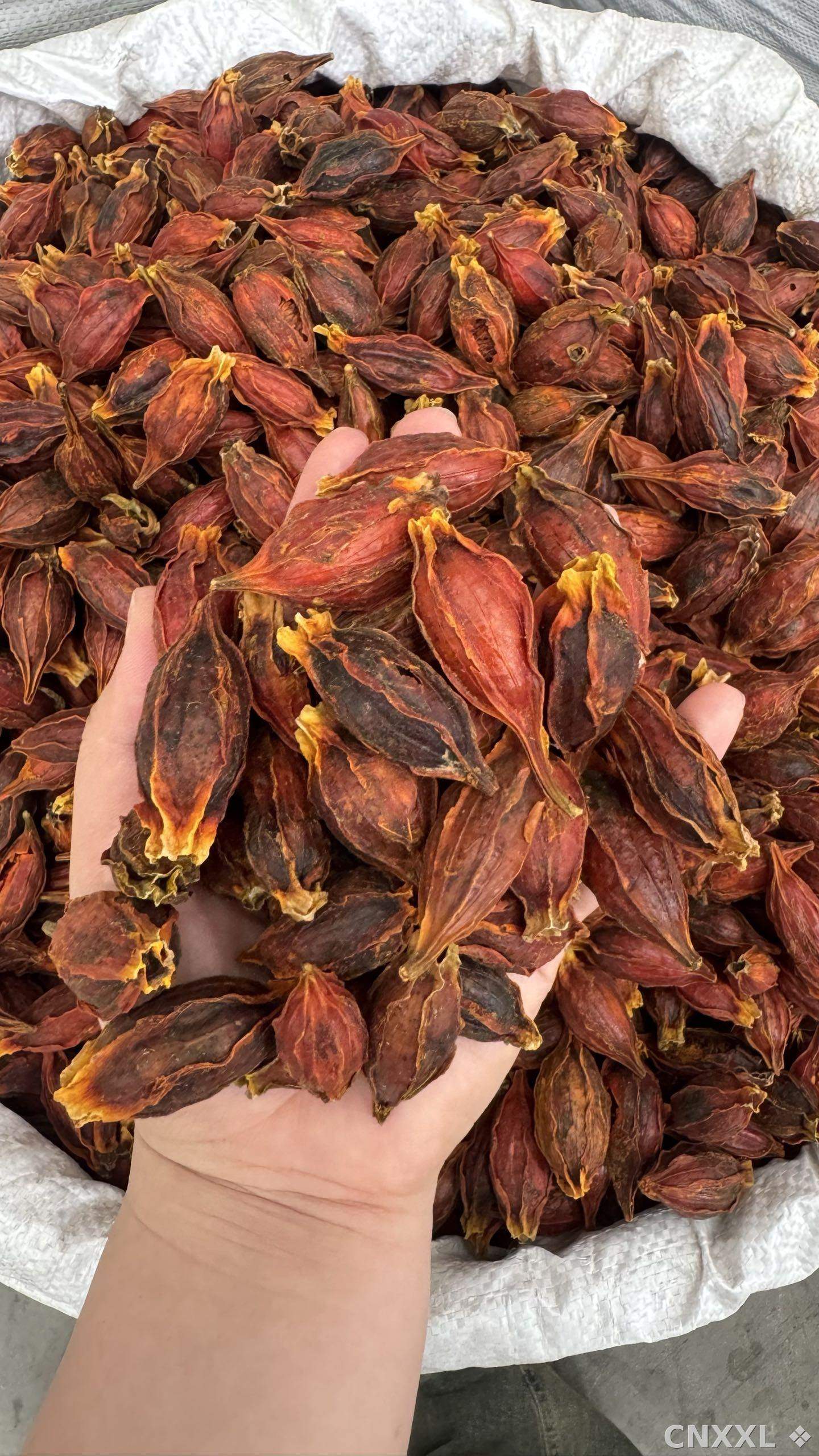 spice_25640_30eb32ff_2.jpg