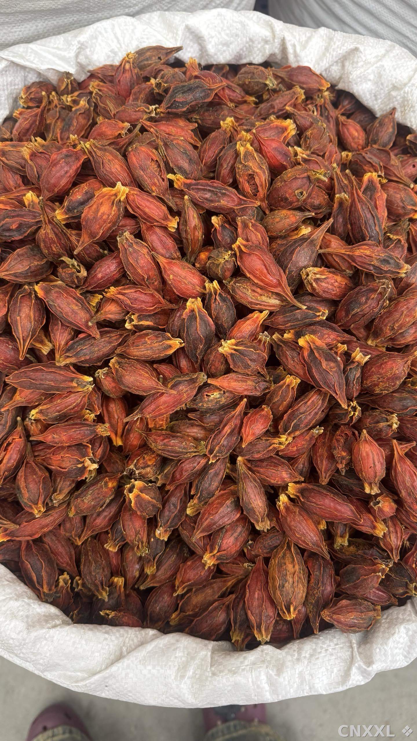 spice_25640_a6b63896_3.jpg