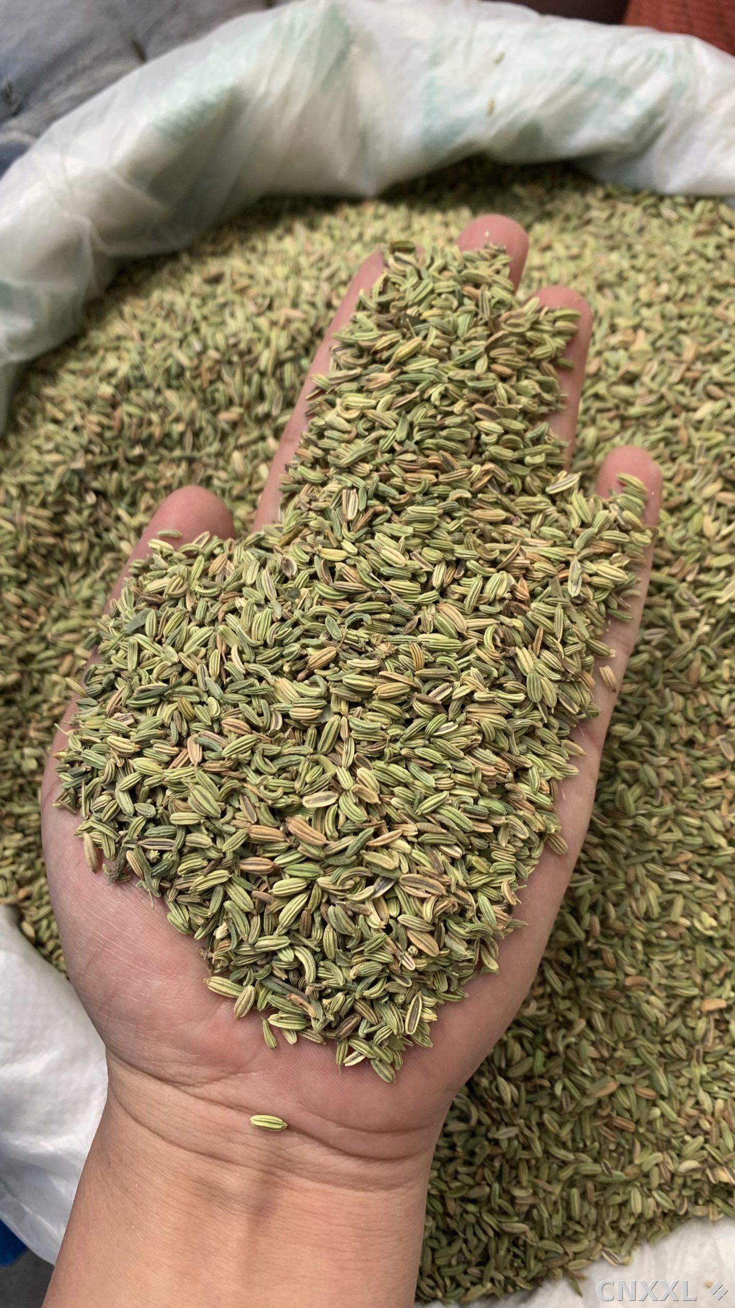 spice_25654_cbd6e965_1.jpg