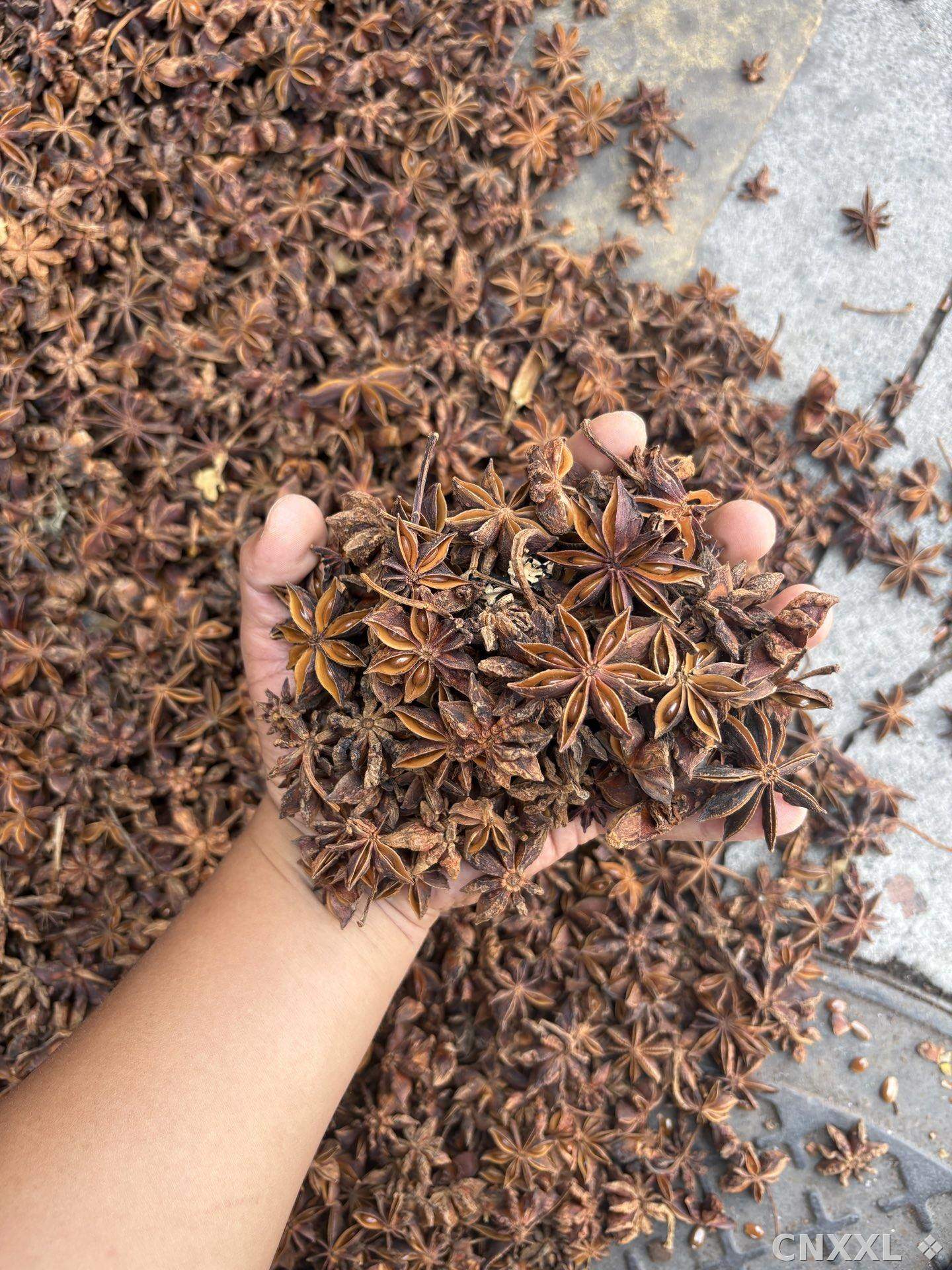 spice_25655_7df000b5_2.jpg