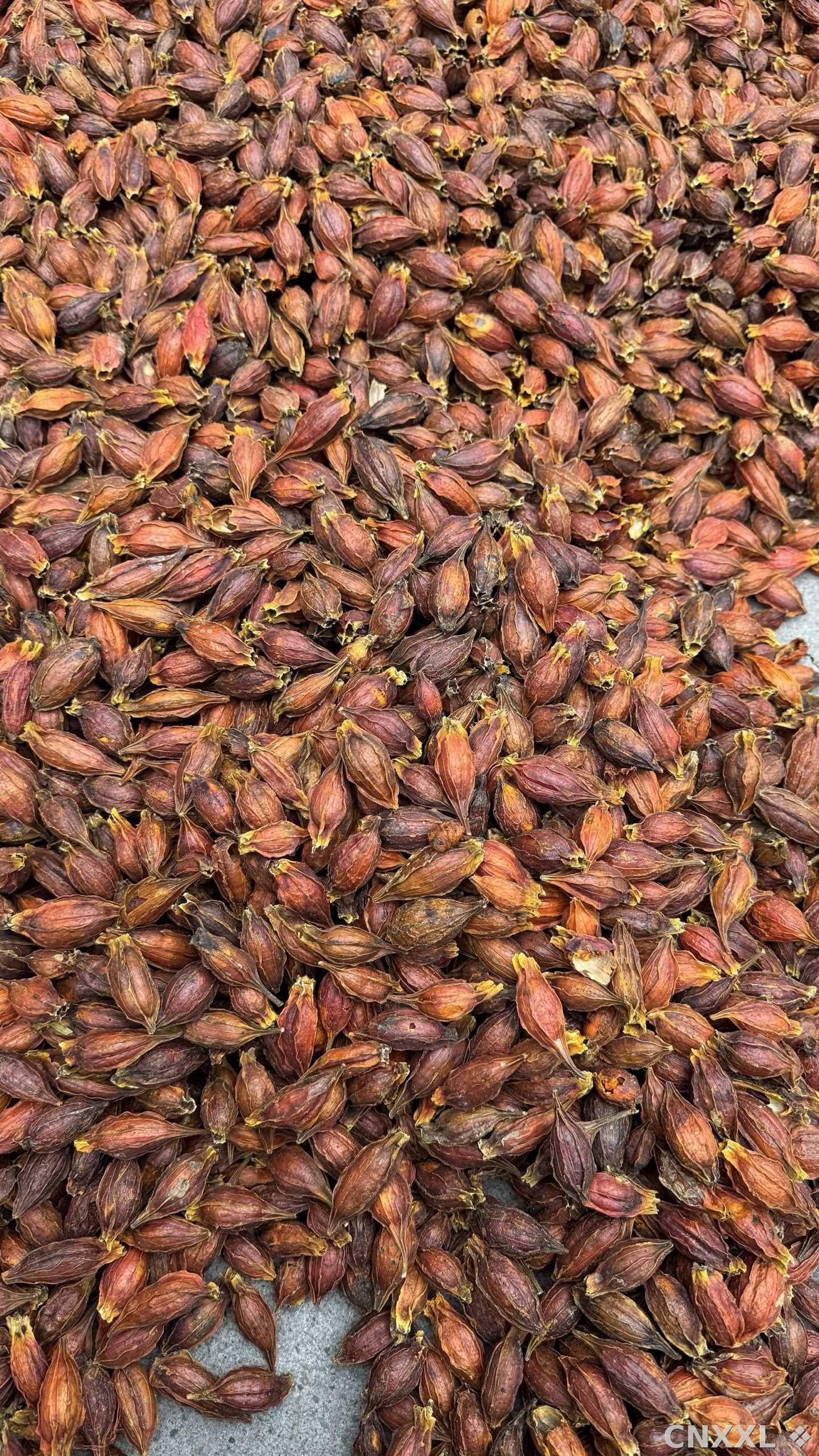 spice_25679_fa9ef9fe_3.jpg