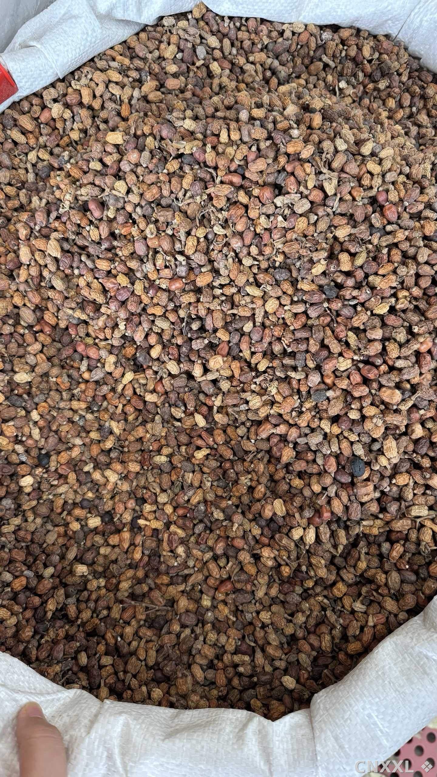 spice_25684_b27a281c_3.jpg