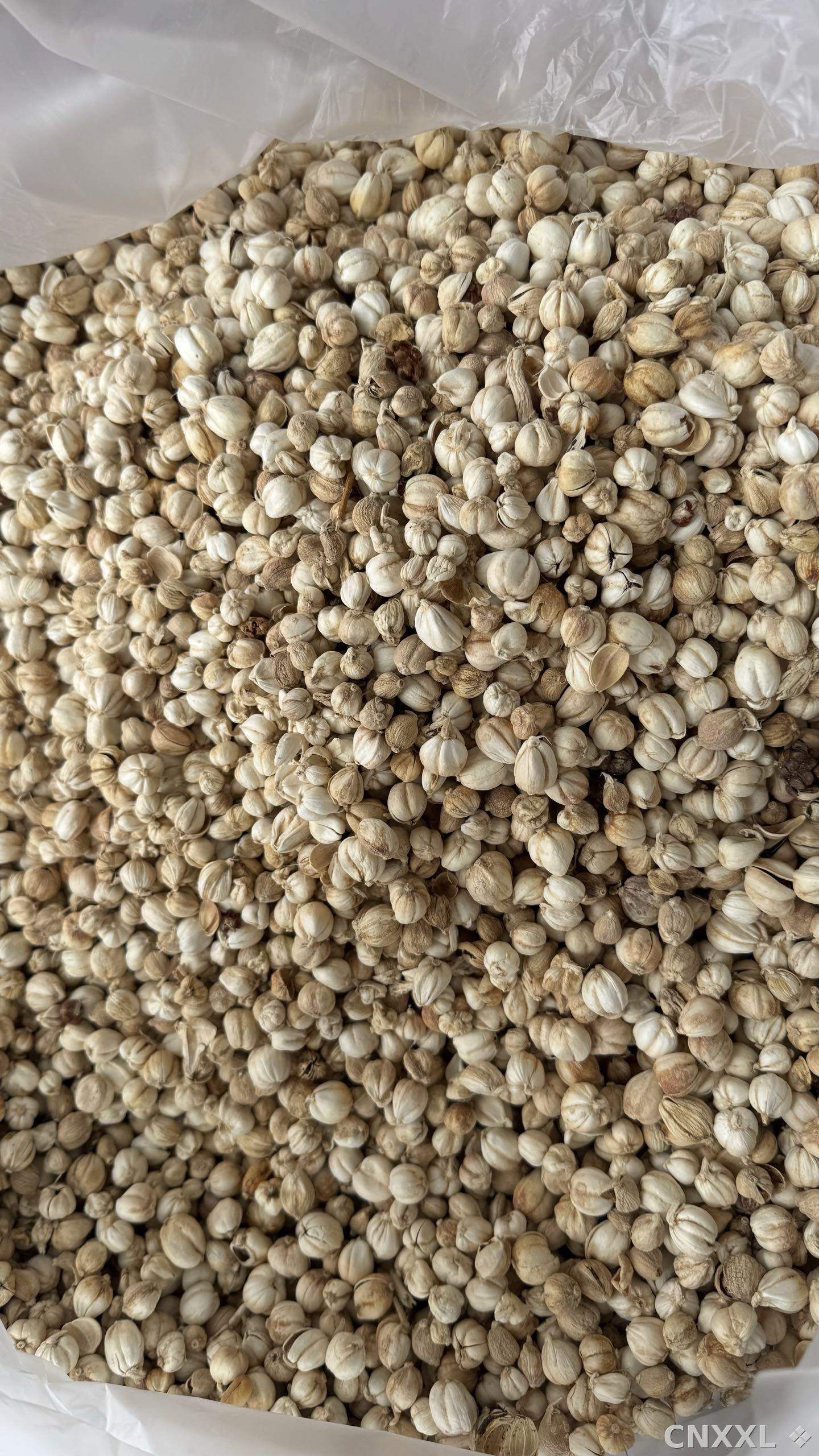 spice_25708_7ef65f96_2.jpg