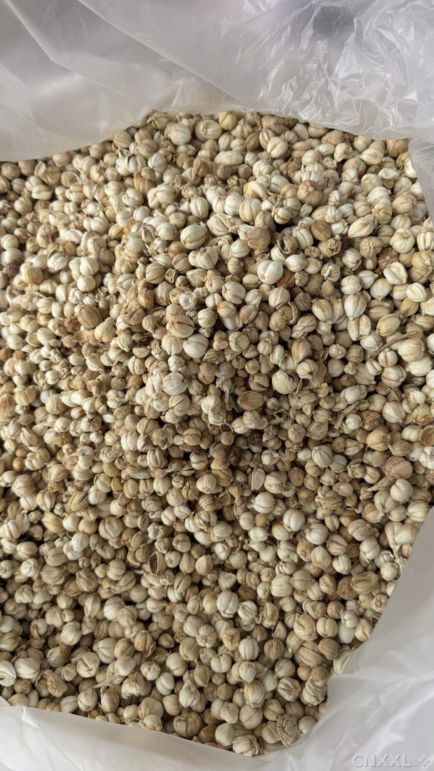 spice_25708_c3ddcf30_3.jpg