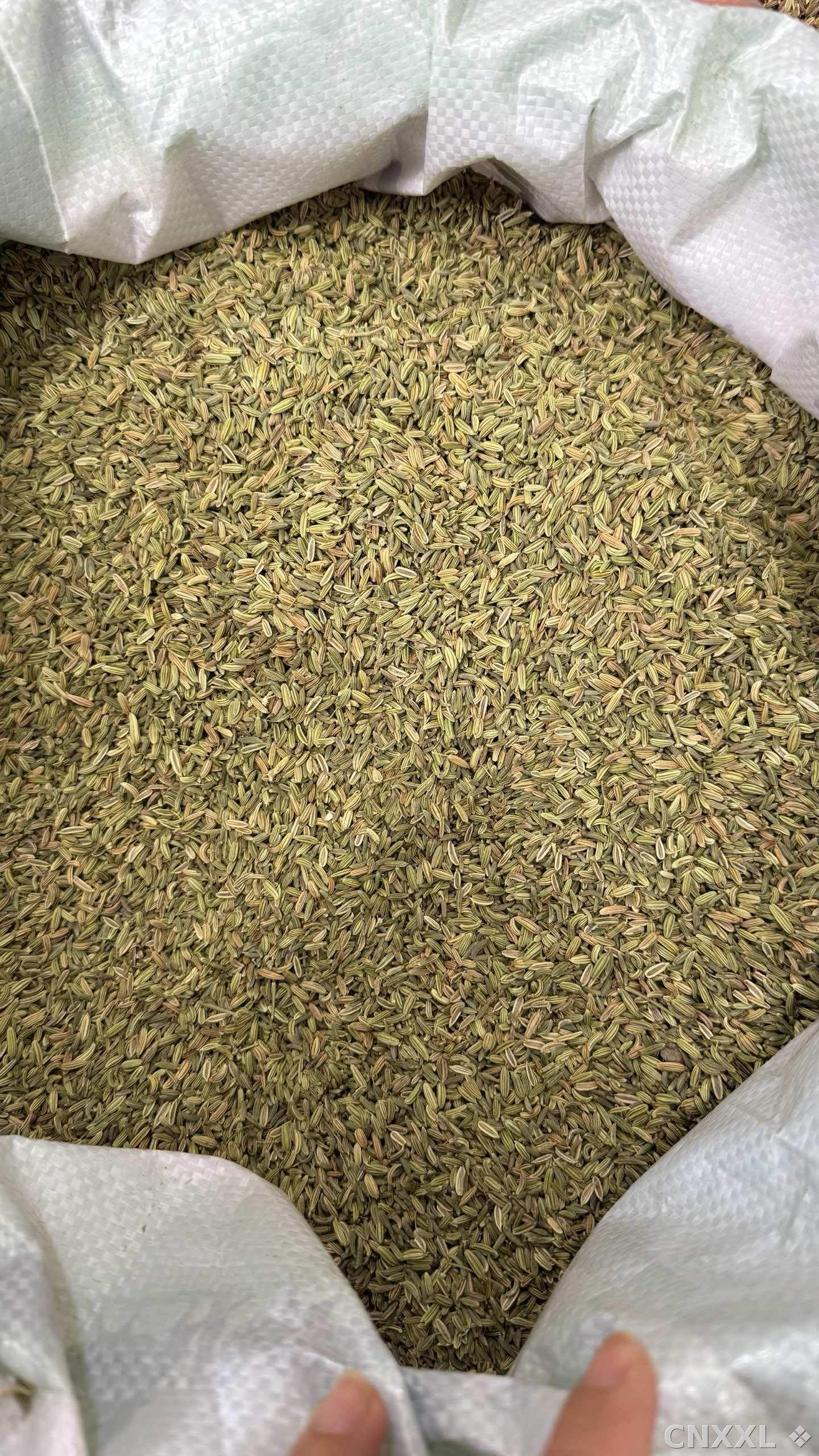 spice_25709_3b3f7c3e_3.jpg