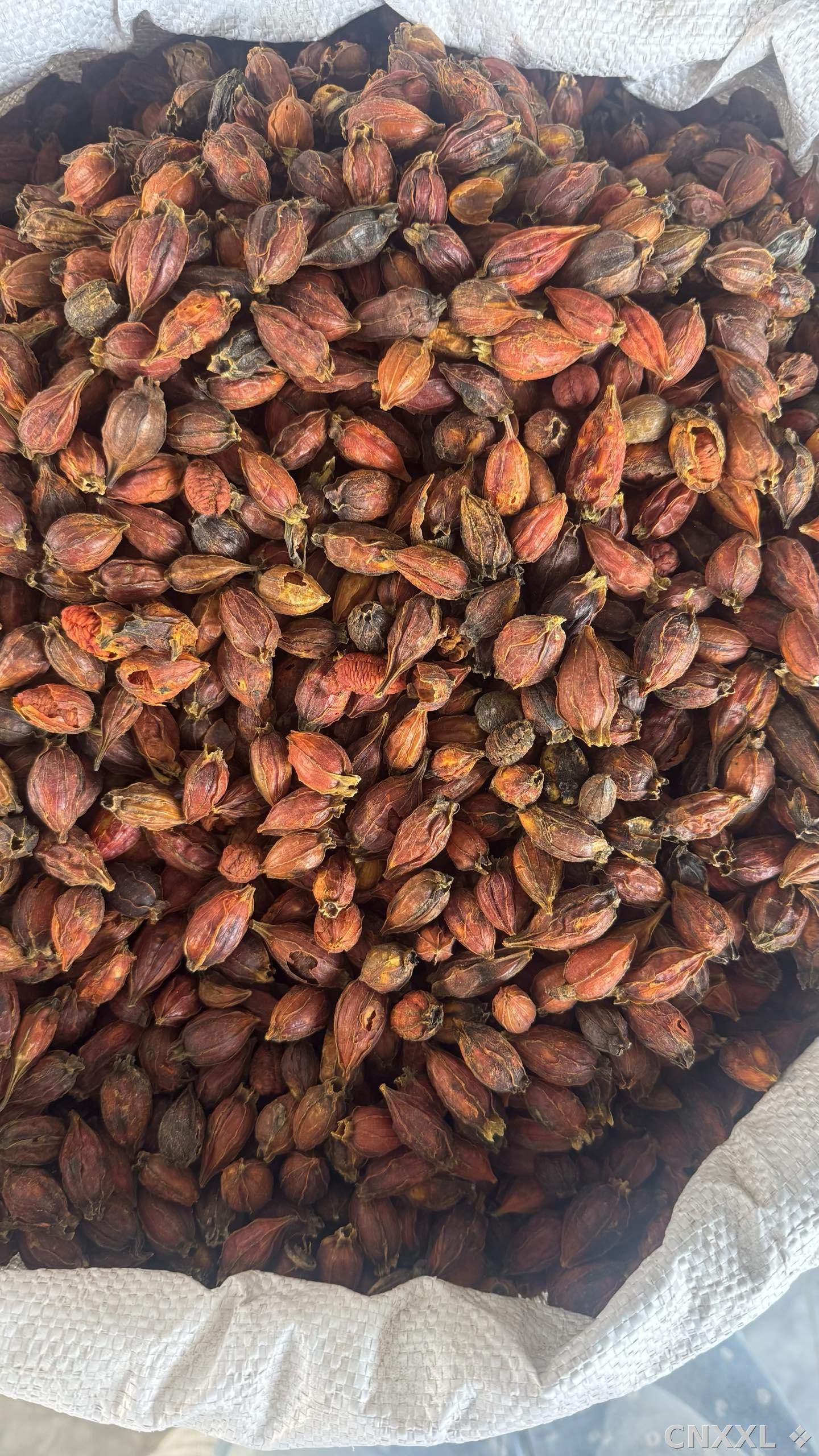 spice_25718_badcf28c_3.jpg
