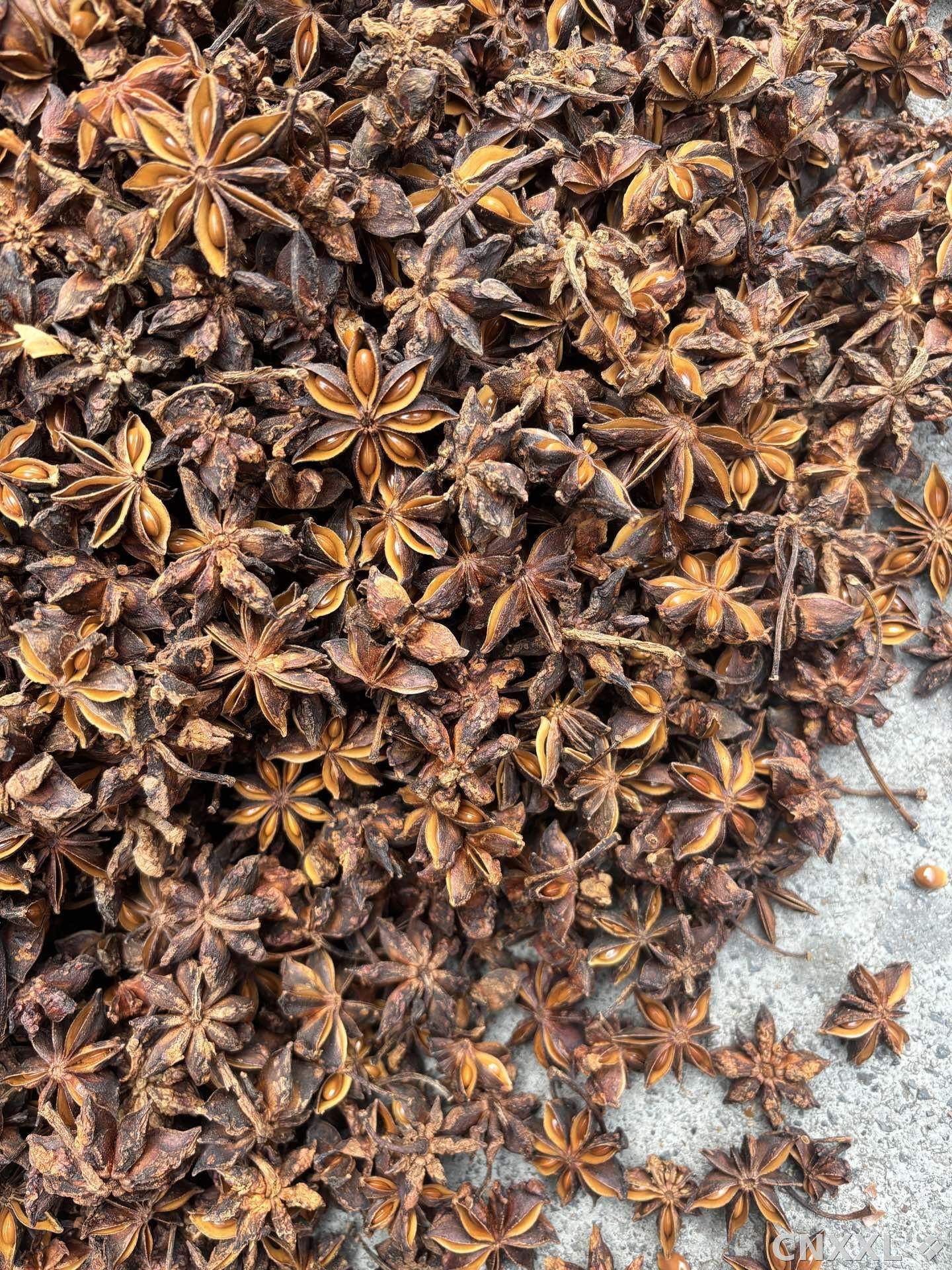 spice_25720_4a59348c_3.jpg