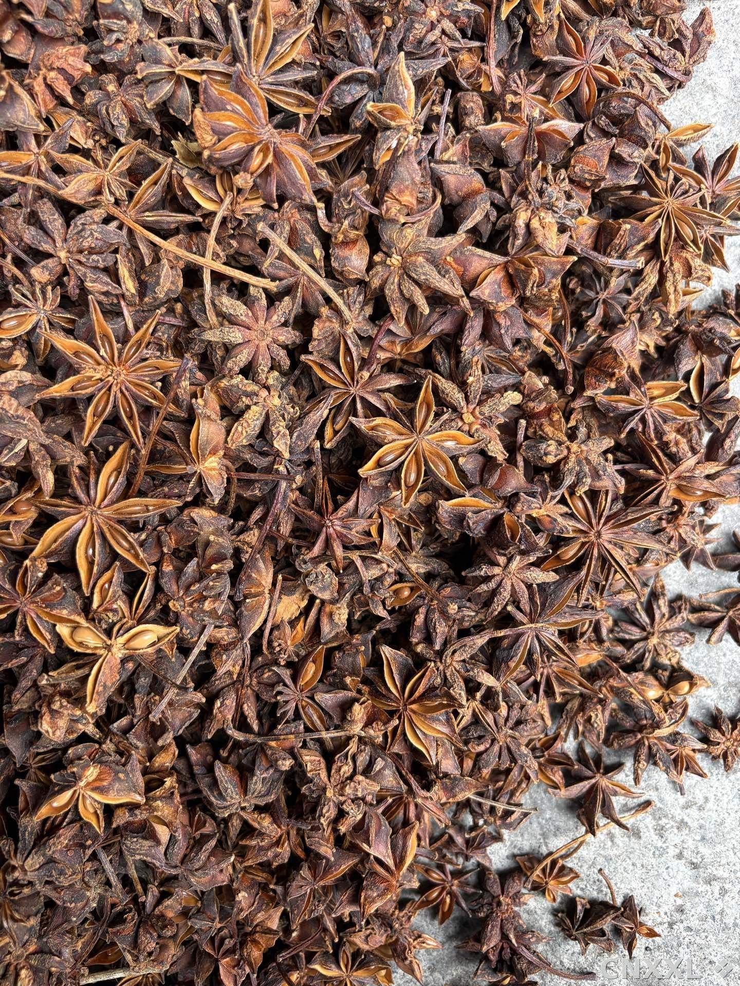 spice_25724_41c96634_3.jpg