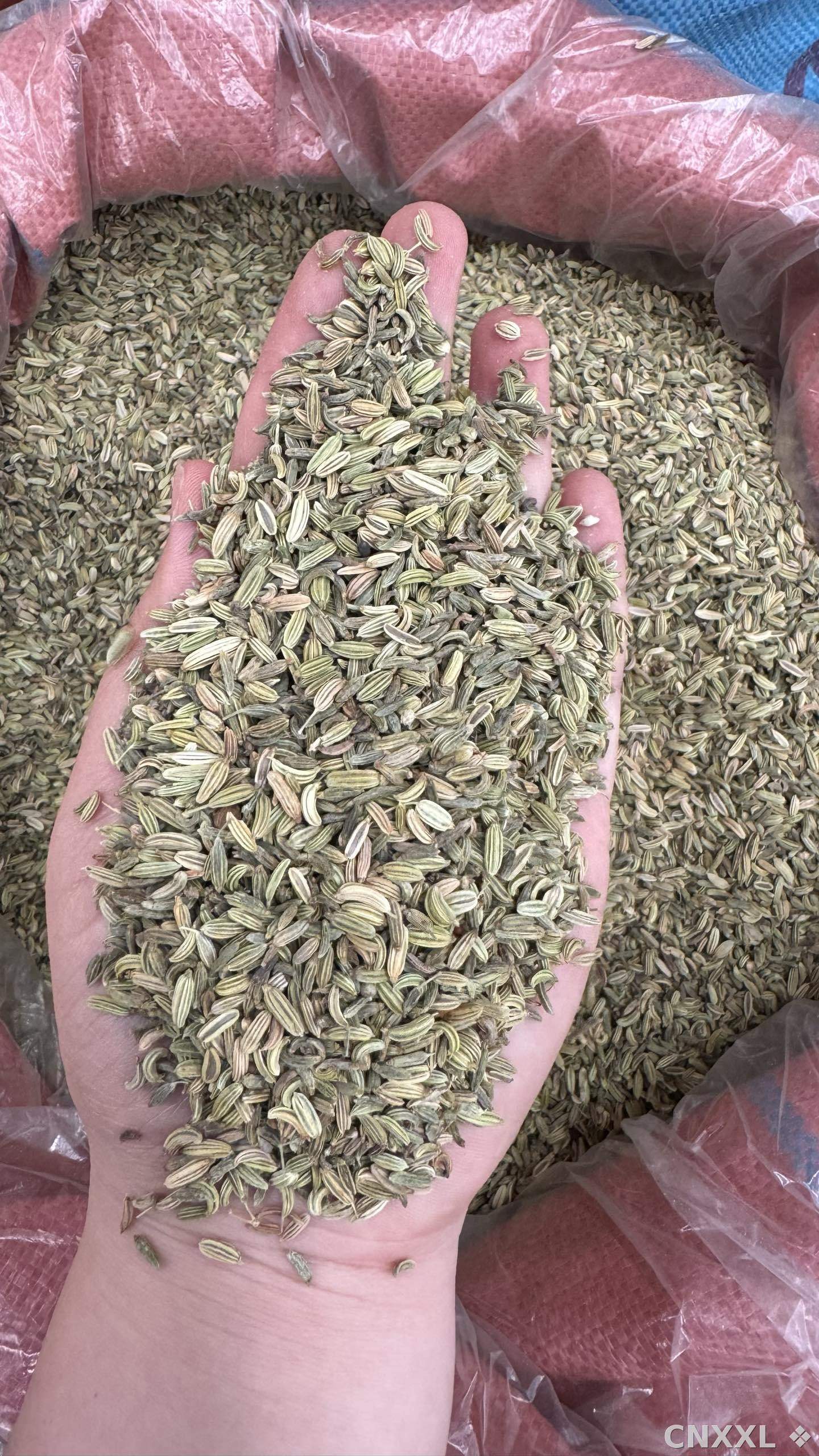 spice_25726_1bee1511_2.jpg