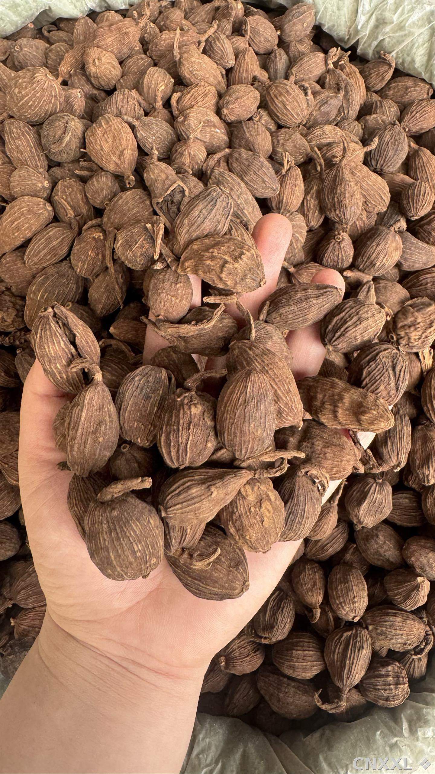 spice_25733_fa3e0b89_1.jpg