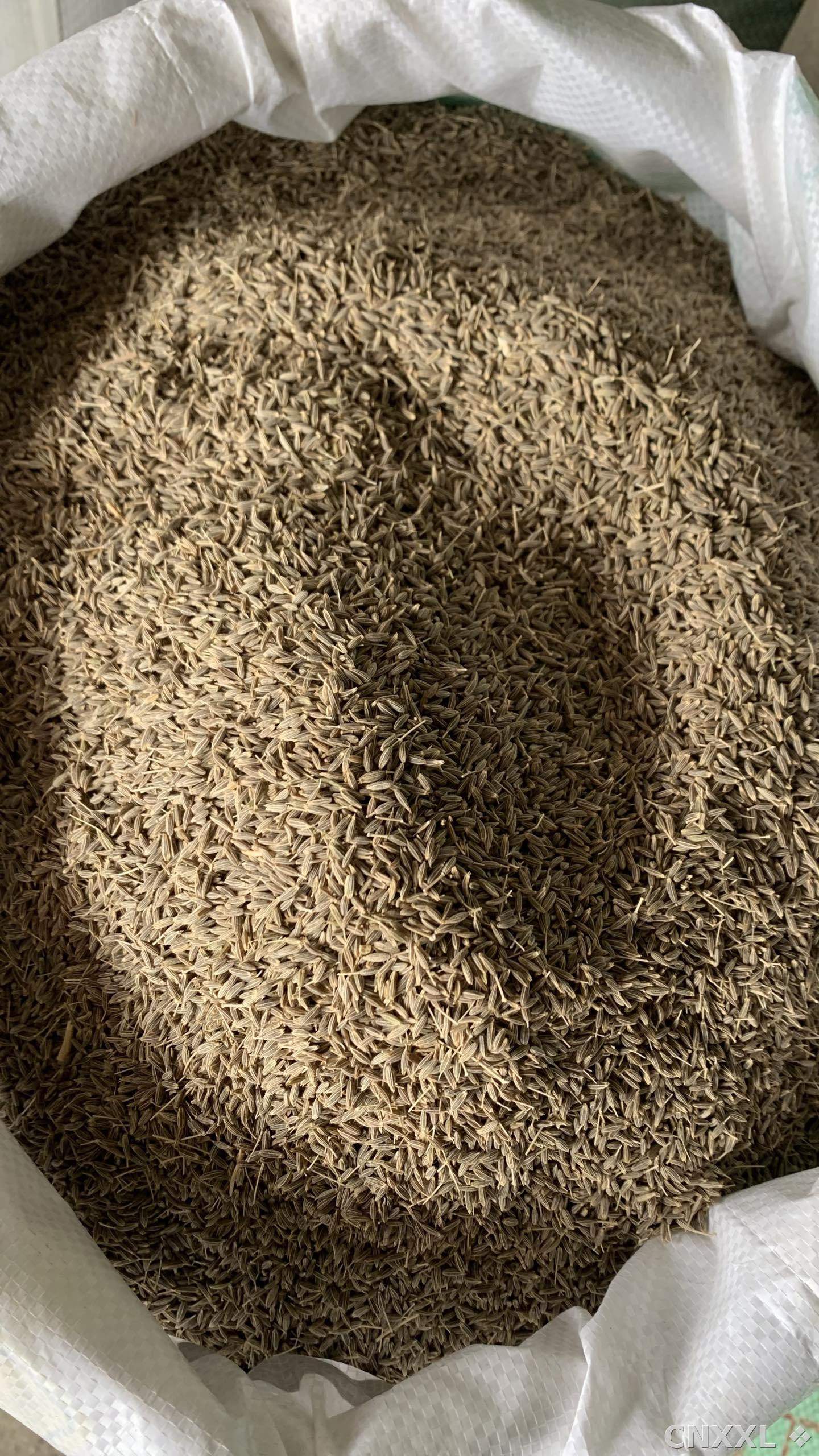 spice_25734_e0a22df9_3.jpg