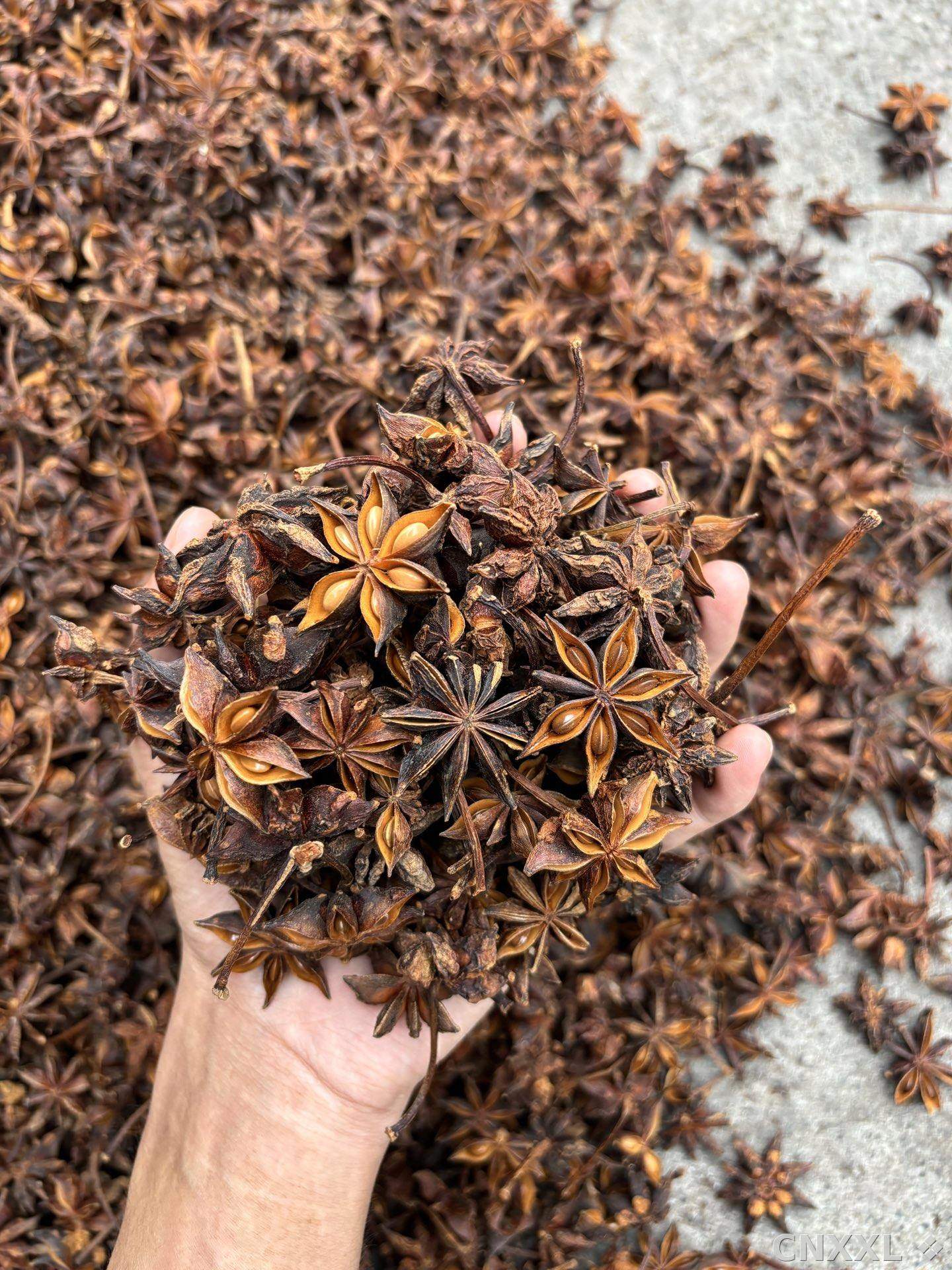 spice_25738_49ddf1df_2.jpg